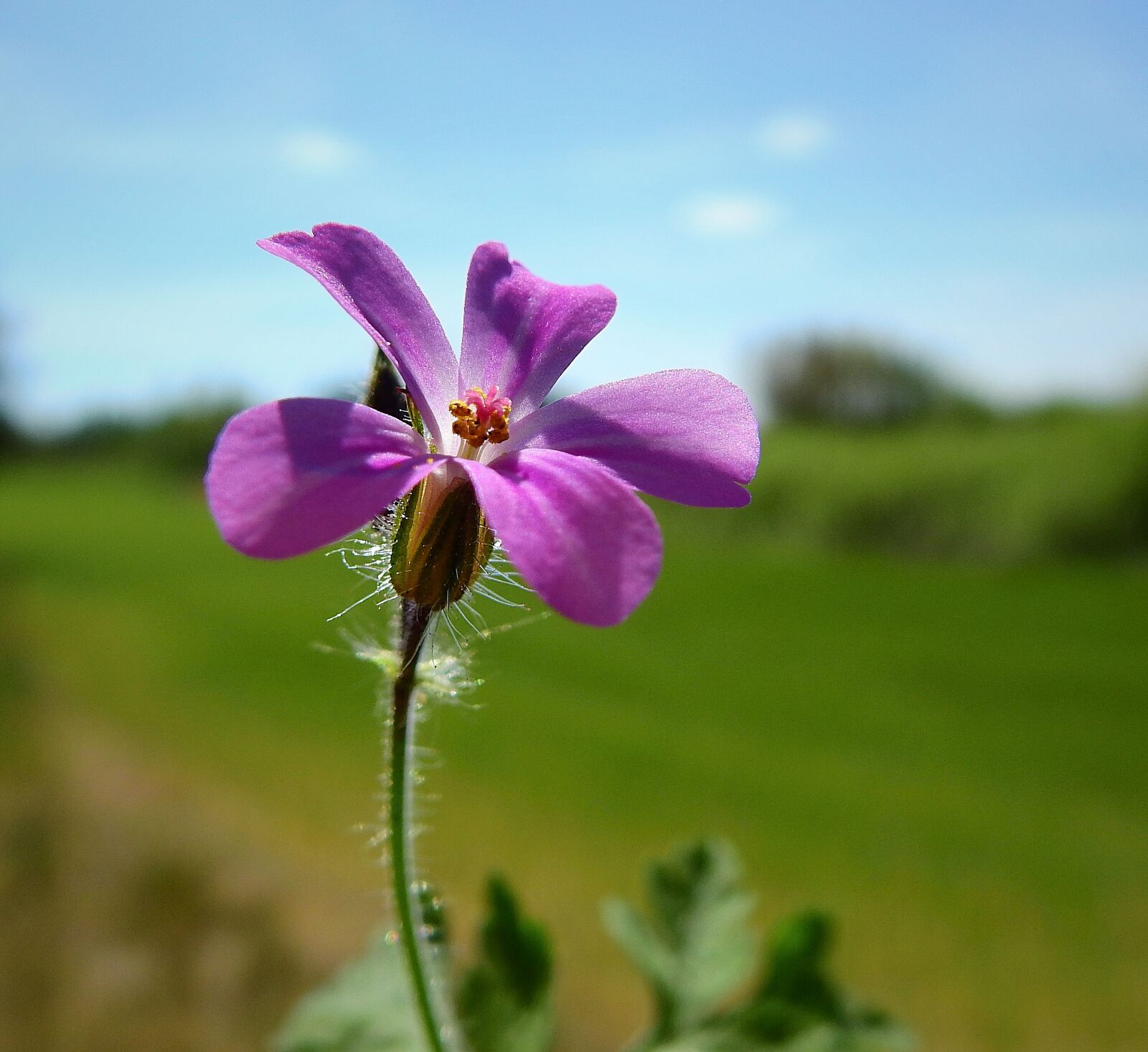 Nikon Coolpix P900 sample photo. Spring, meadow, flower field photography