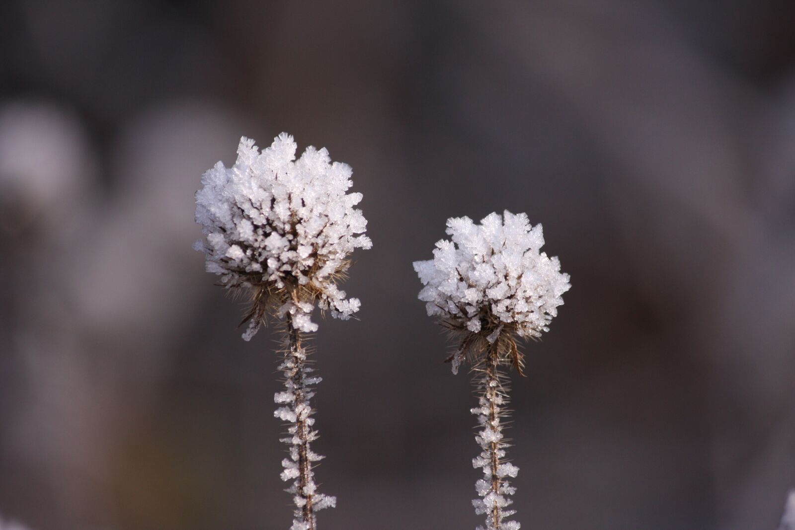 Canon EOS 40D sample photo. Eiskristalle, snow, winter photography