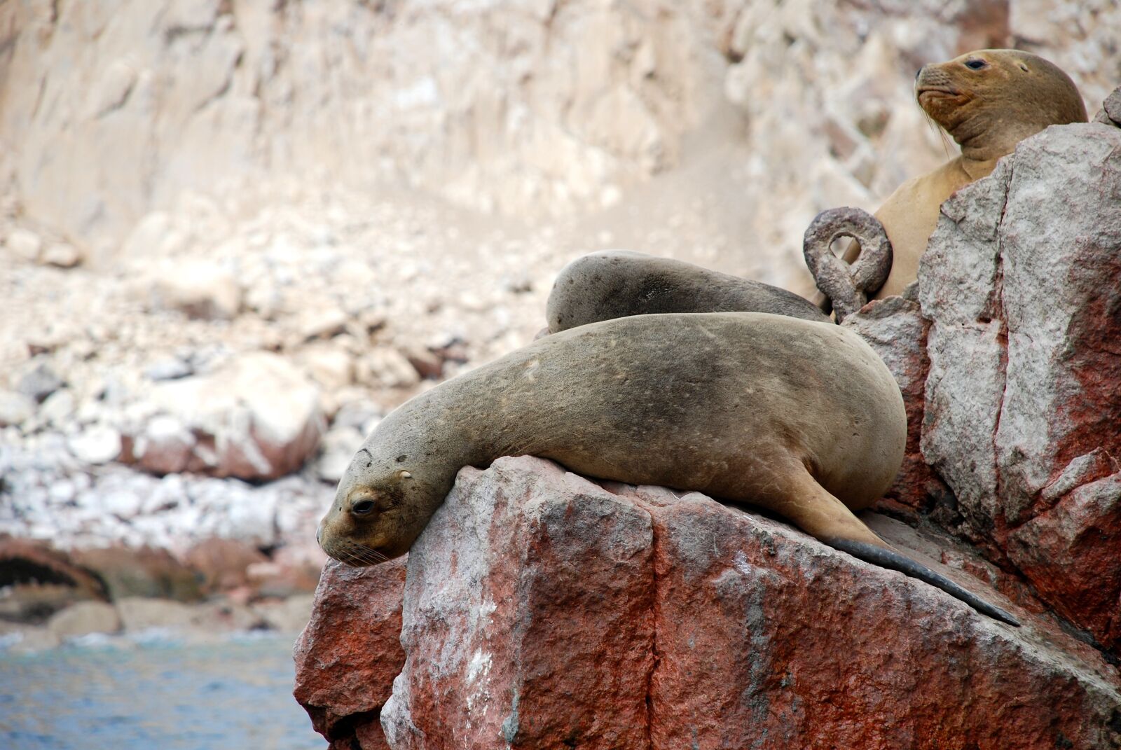 Nikon D80 sample photo. Ballestas islands, peru, paracas photography