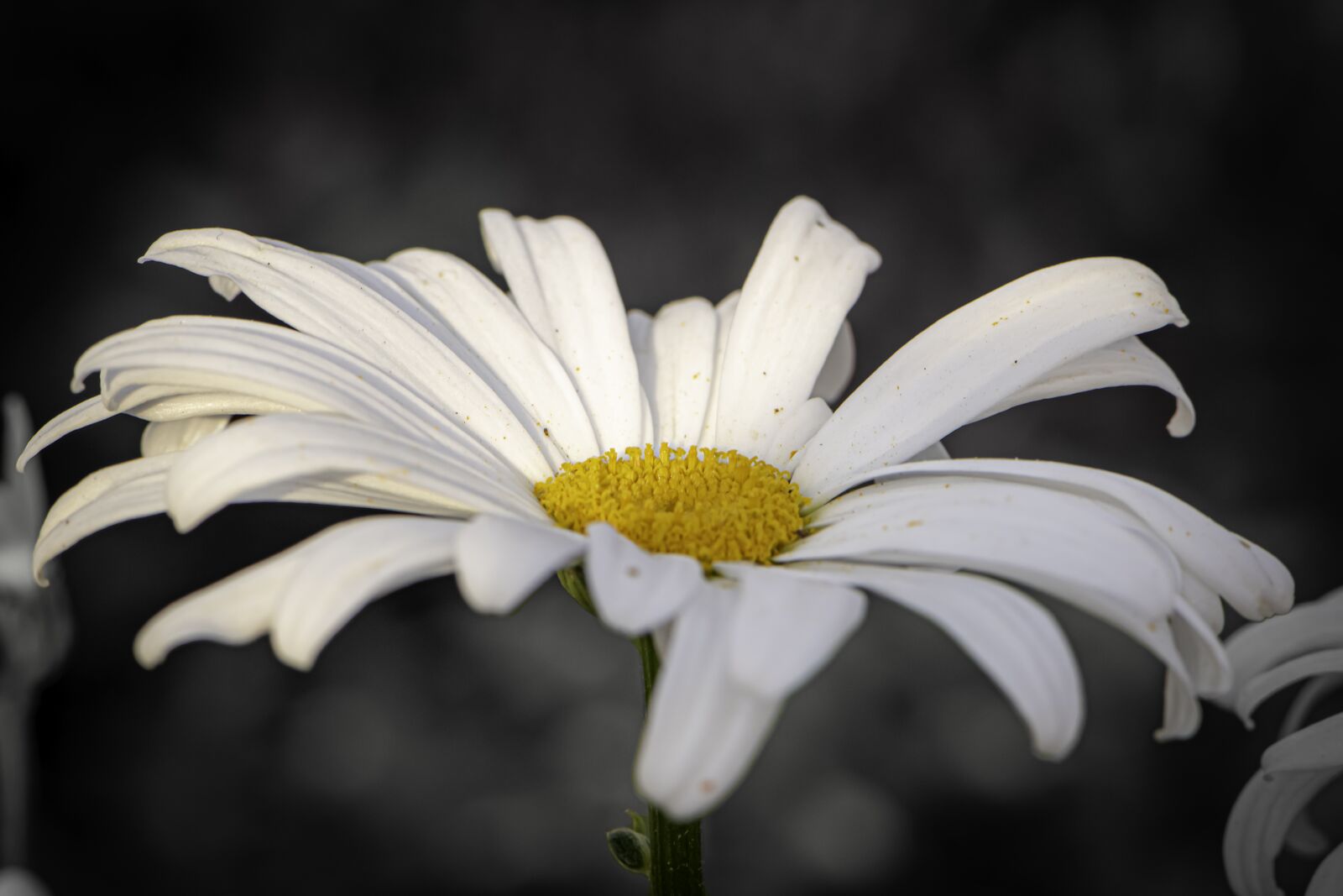 Nikon D5600 sample photo. Daisy, flower, nature photography