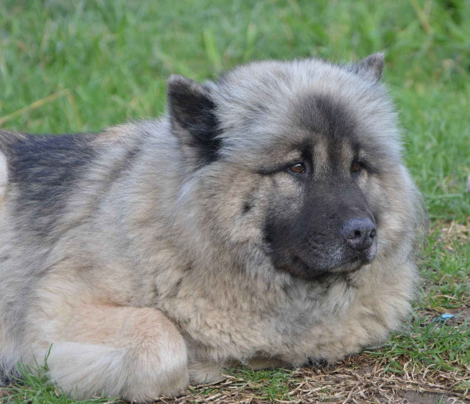 Nikon D5200 sample photo. Dog, dog eurasier, dog photography