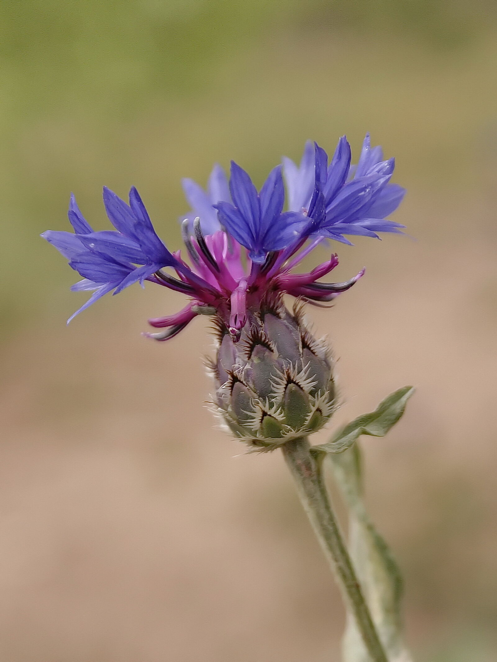 Canon EF-S 18-55mm F3.5-5.6 II sample photo. Beautiful, flower photography