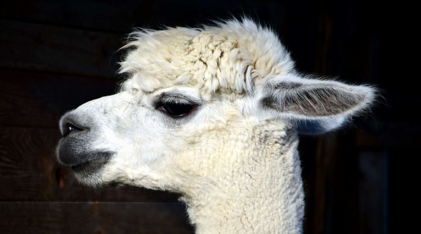 Nikon D3300 sample photo. Llama, white, wildlife, head photography