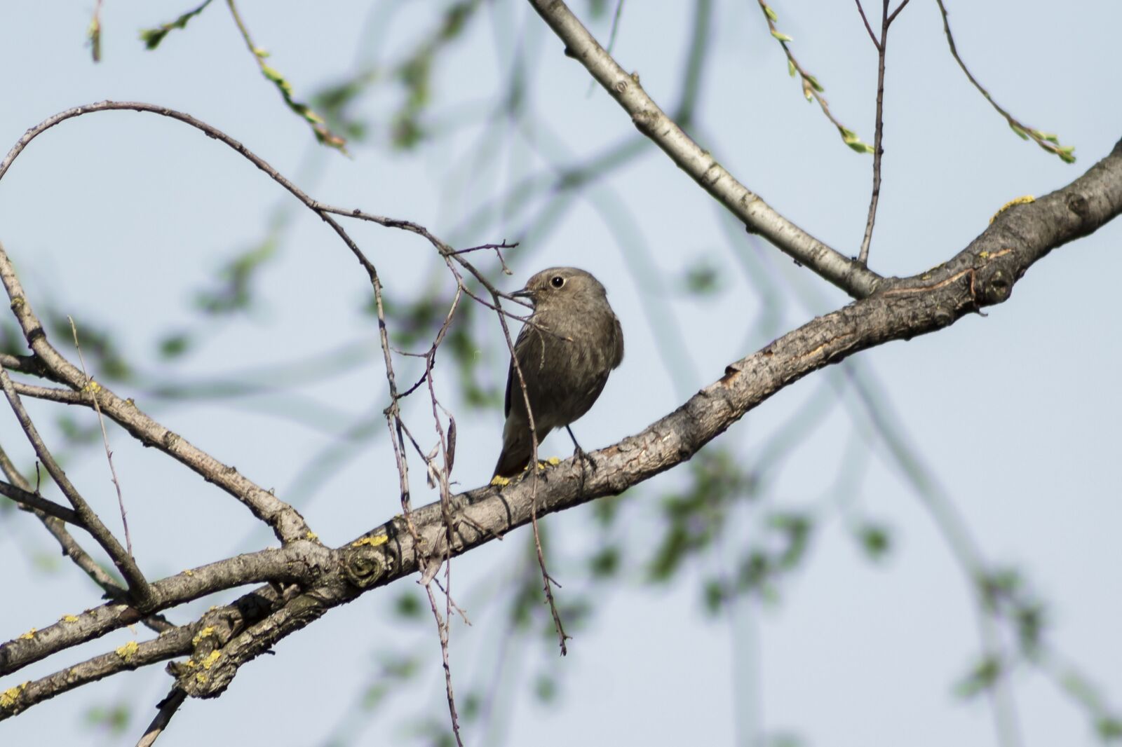Canon EF75-300mm f/4-5.6 sample photo. Bird, birds, songbird photography