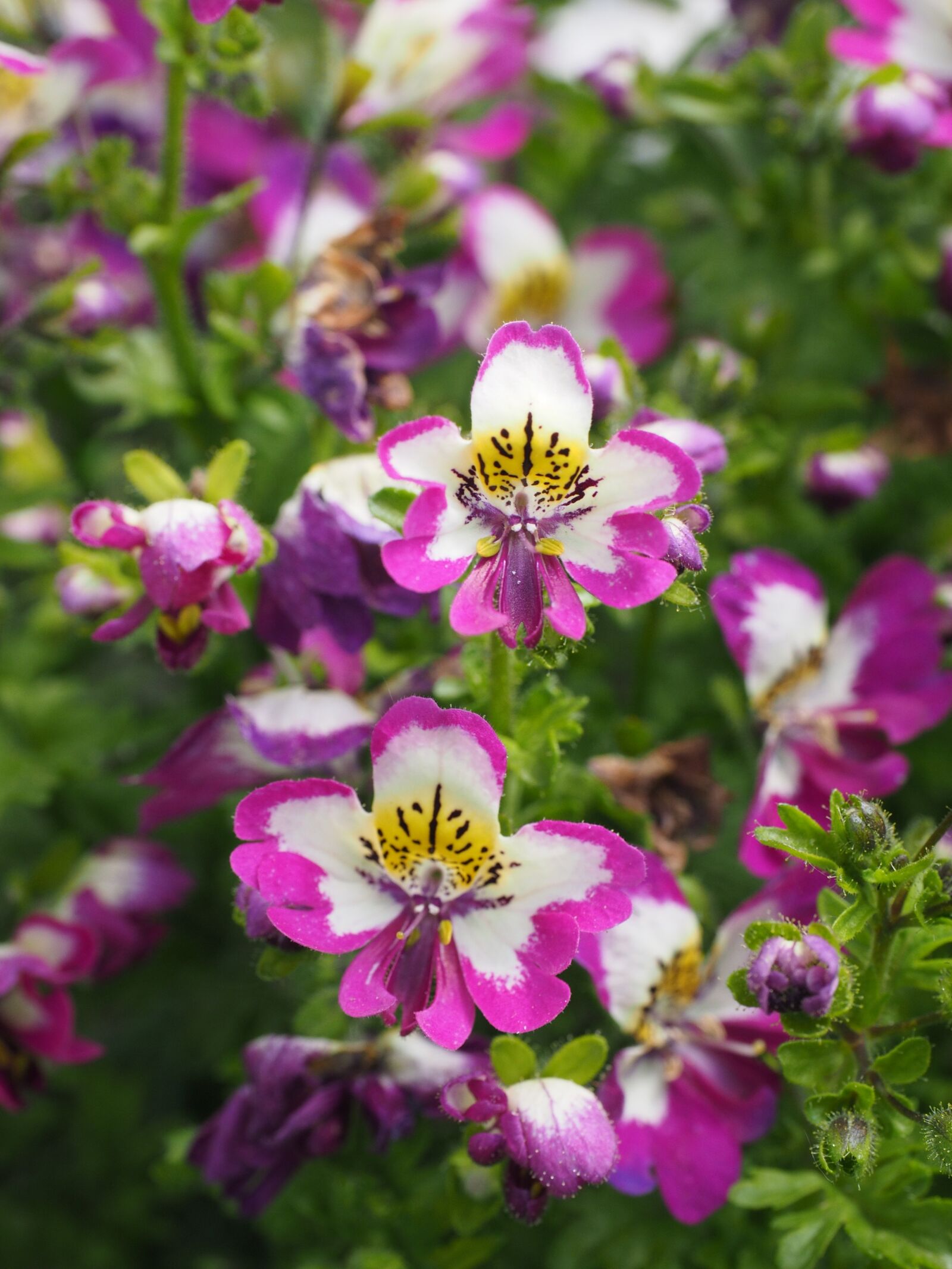 Olympus OM-D E-M1 + Olympus M.Zuiko Digital ED 12-40mm F2.8 Pro sample photo. Bauernorchidee, flowers, pink photography