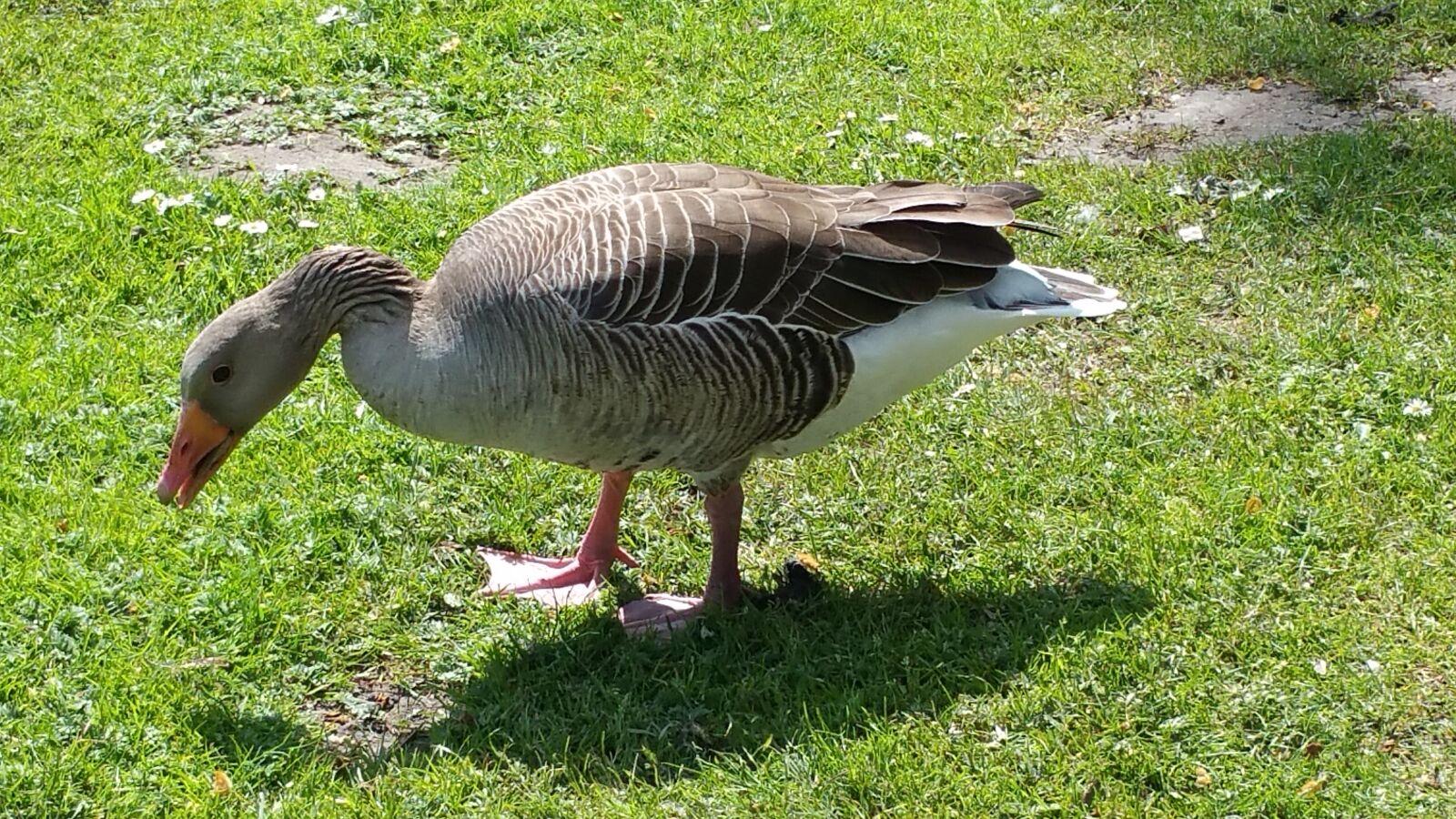 Samsung Galaxy Note4 sample photo. Nature, bird, animal photography