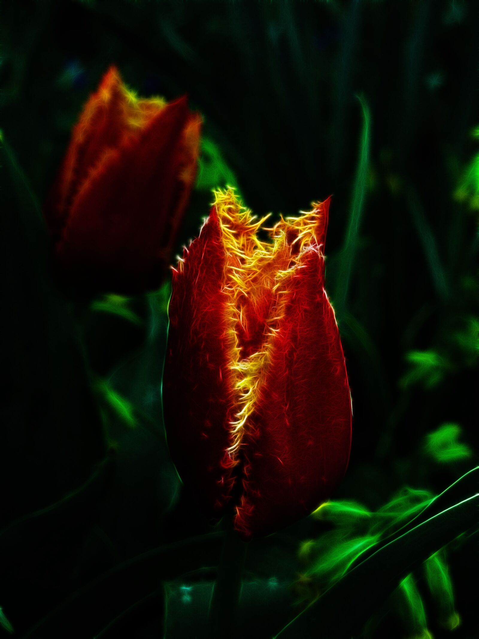 Canon PowerShot G15 sample photo. Fractalius, tulip, fringed tulip photography
