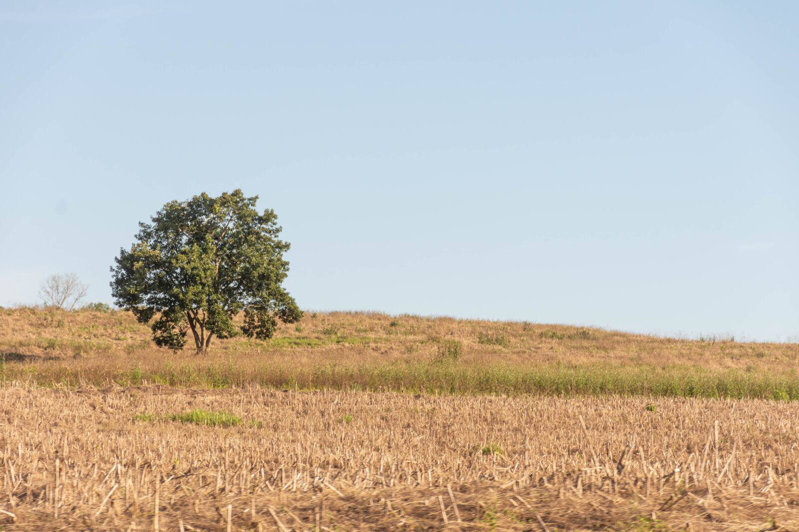 Nikon D7200 sample photo. Field, tree, landscape photography