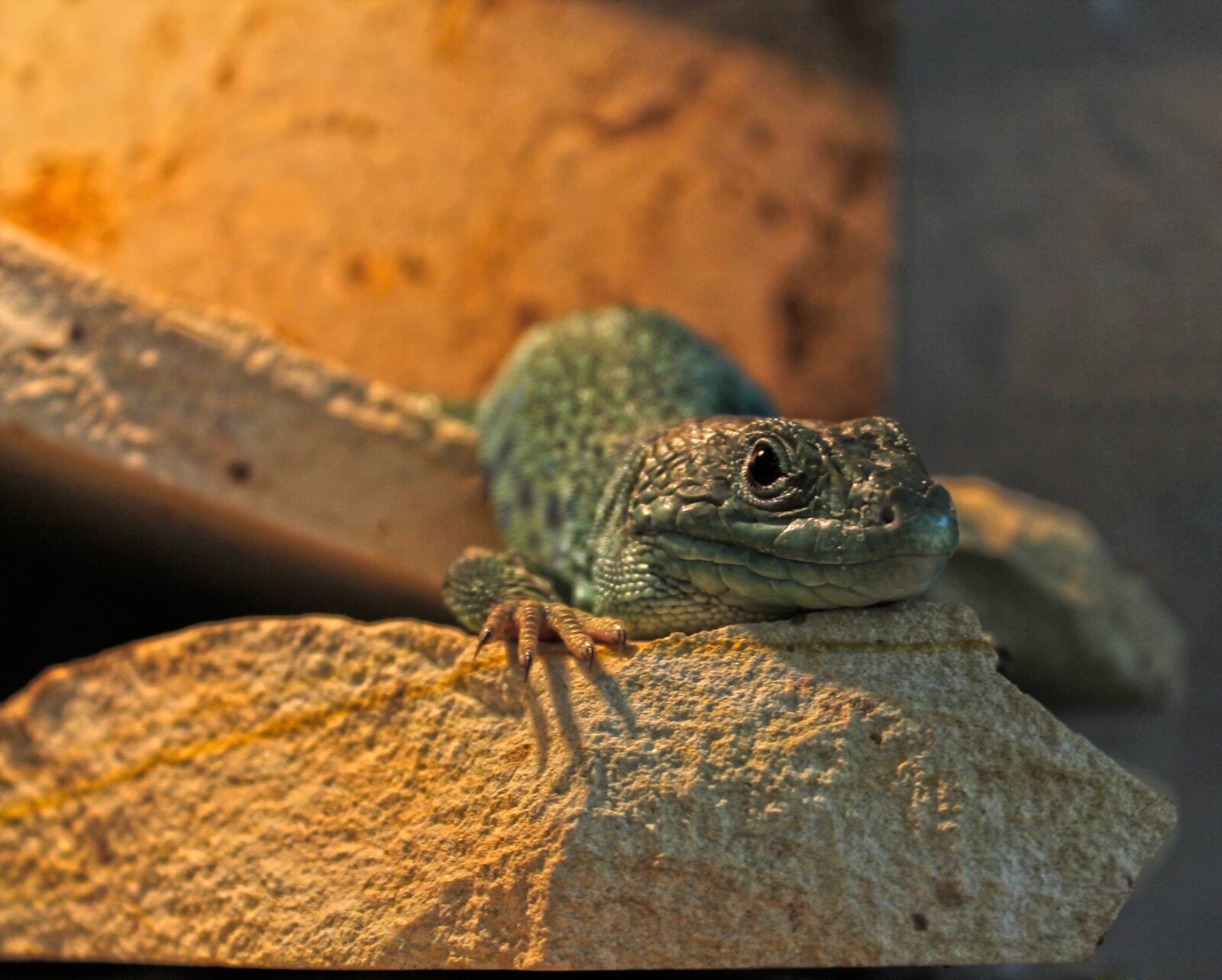 Canon EOS 1100D (EOS Rebel T3 / EOS Kiss X50) sample photo. Lizard, reptile, zoo photography