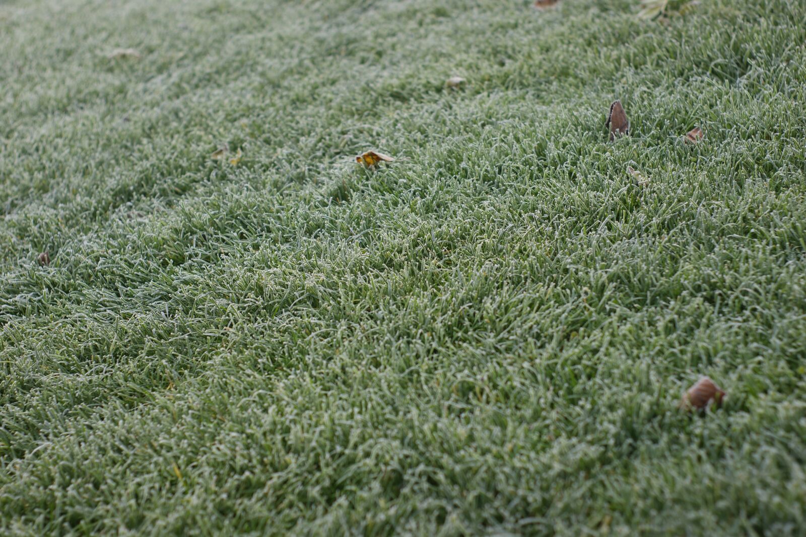 Sony Alpha DSLR-A290 sample photo. Frost, cold, freeze photography