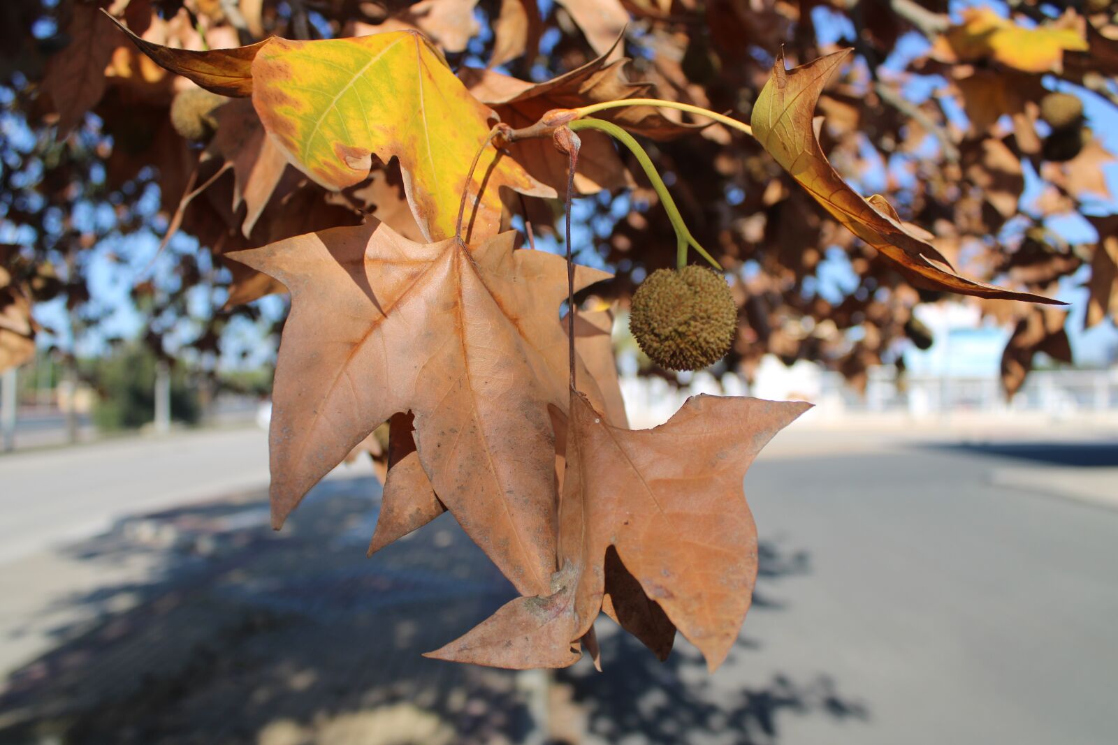 Canon EOS 2000D (EOS Rebel T7 / EOS Kiss X90 / EOS 1500D) sample photo. Leaves, trees, tree photography