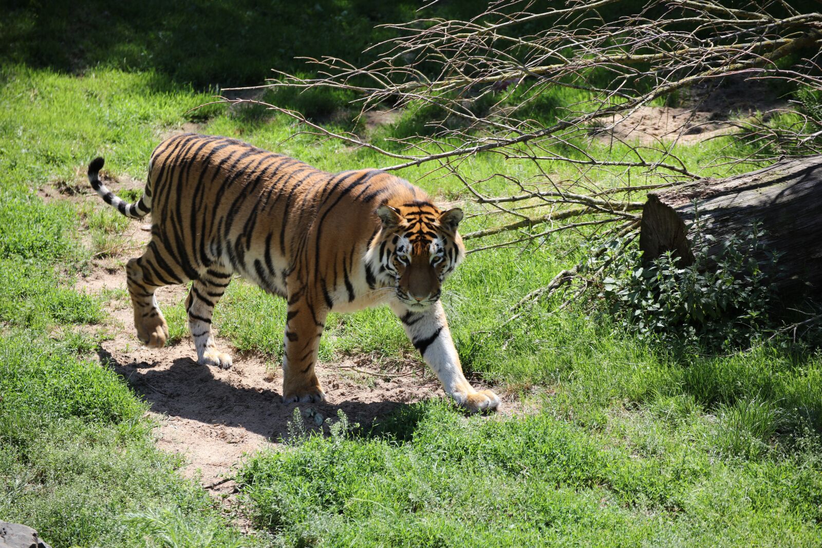 Canon EOS 5DS R sample photo. Tiger, tree, dangerous photography