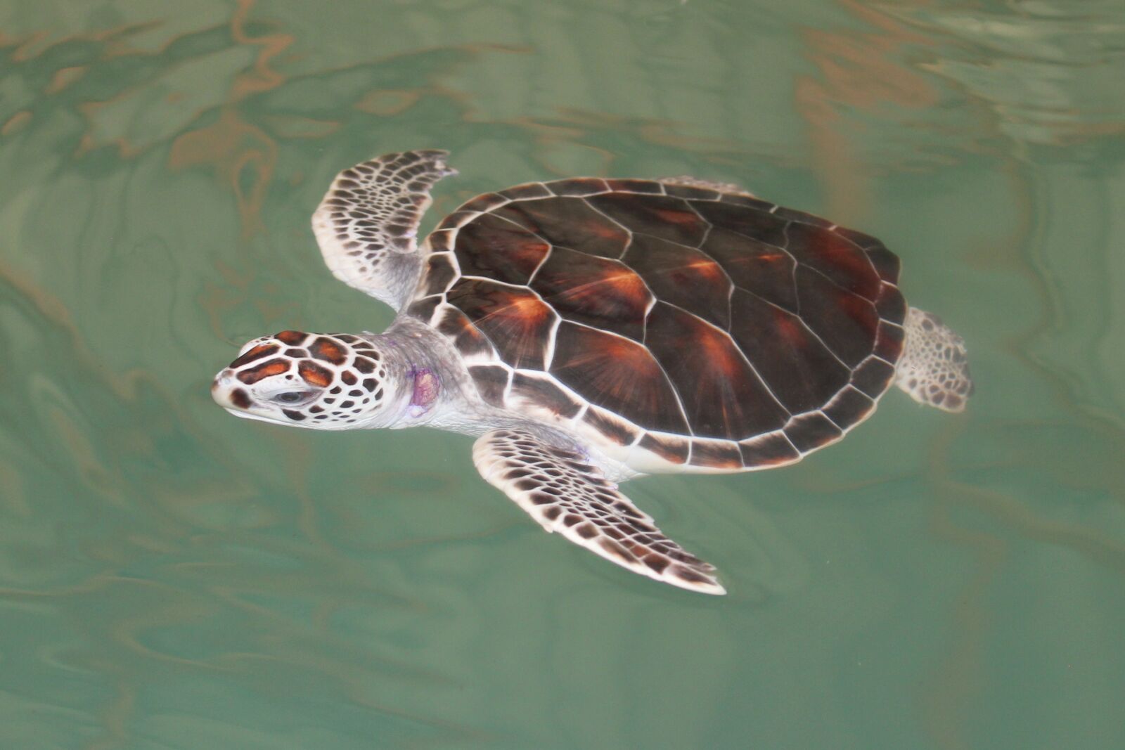 Canon EOS 550D (EOS Rebel T2i / EOS Kiss X4) sample photo. Turtle, swimming turtle, 4 photography