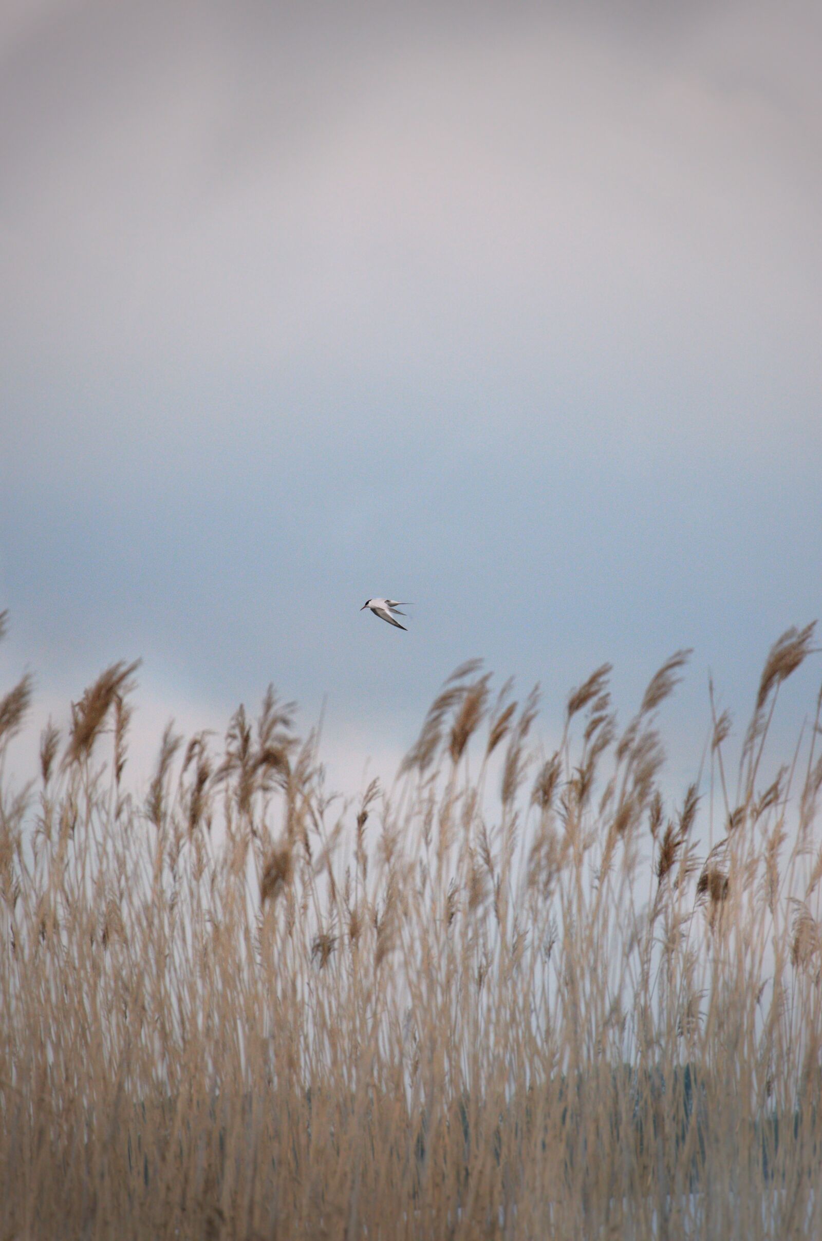 Nikon D5100 sample photo. Bird, nature, animal photography
