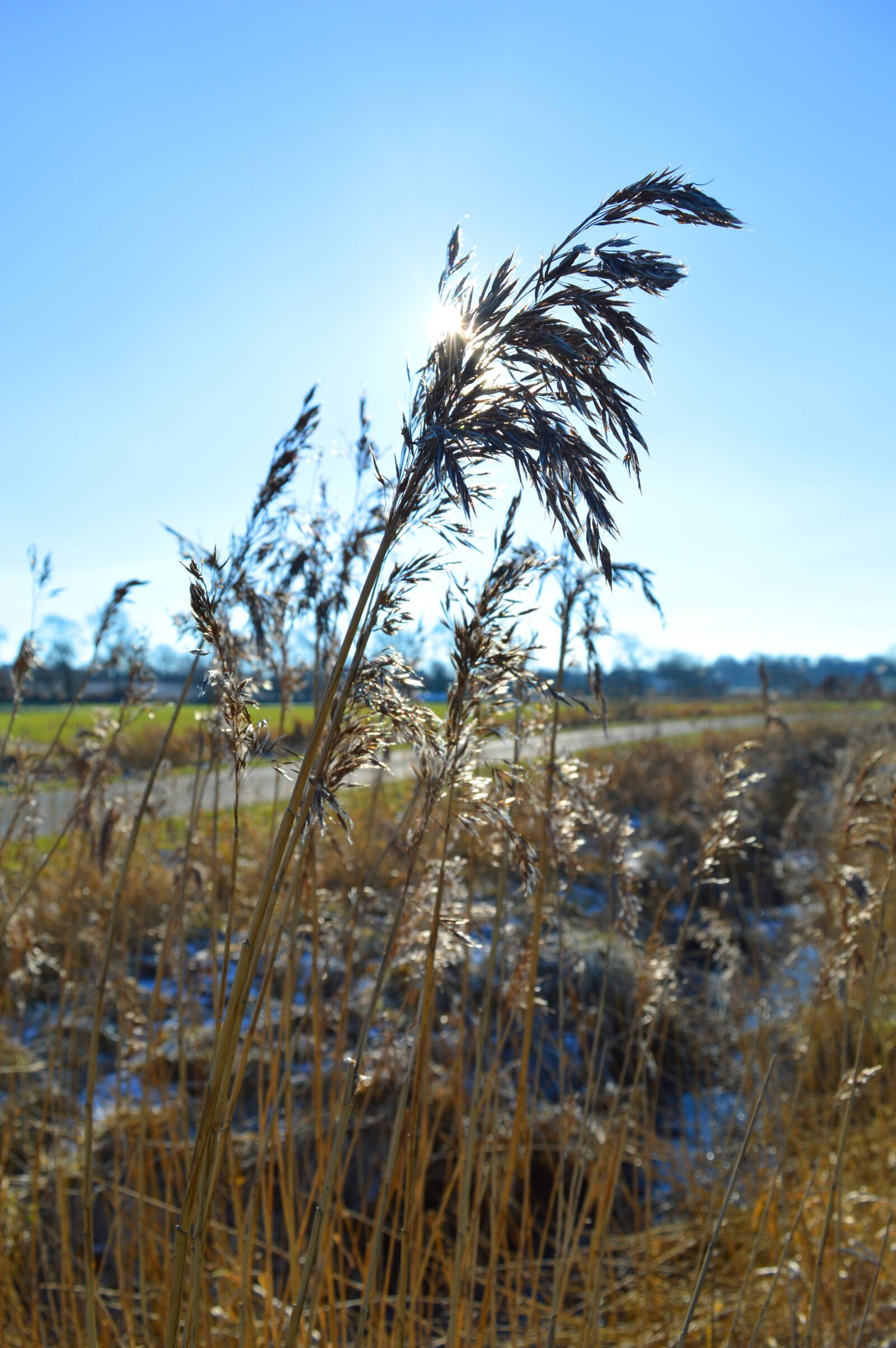 Nikon D3200 sample photo. Grasses, nature, field mark photography