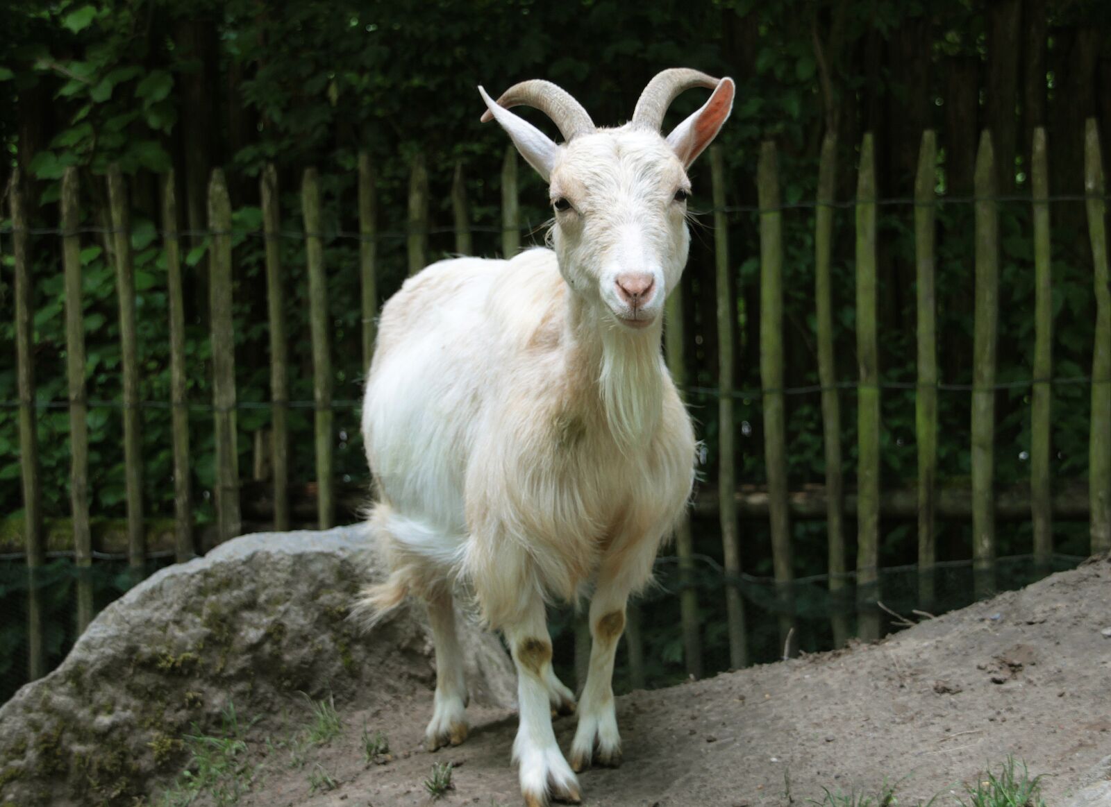 Canon EOS 600D (Rebel EOS T3i / EOS Kiss X5) sample photo. Goat, zoo, petting zoo photography