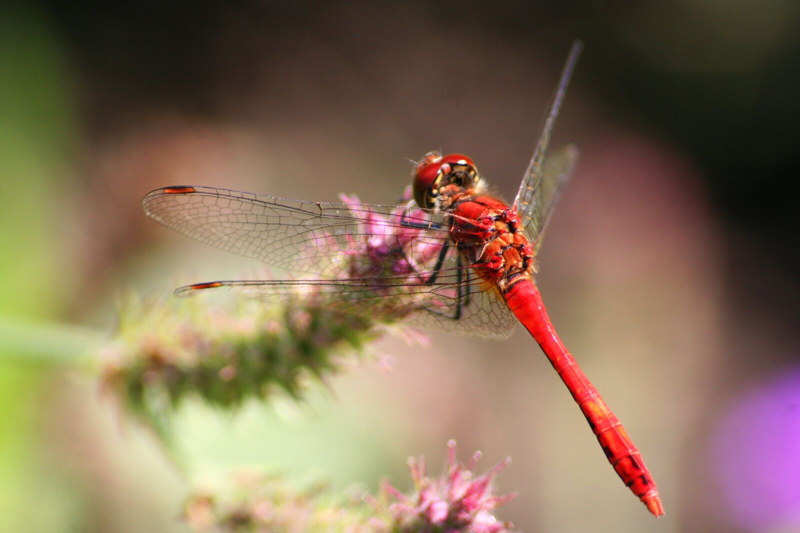 Canon EOS 350D (EOS Digital Rebel XT / EOS Kiss Digital N) sample photo. Flower, dragonfly, spring photography