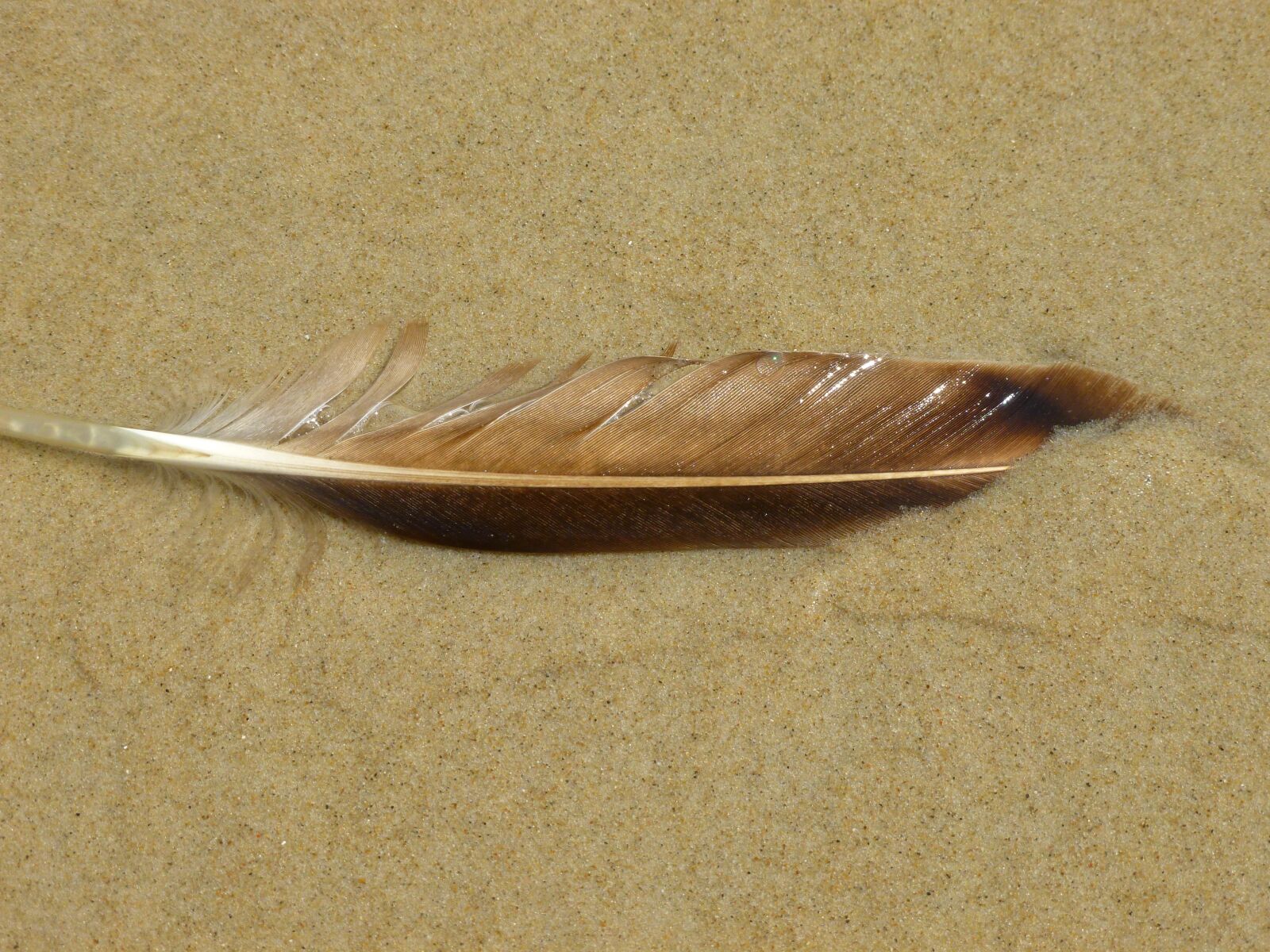 Panasonic DMC-FS37 sample photo. Bird feather, sand, beach photography