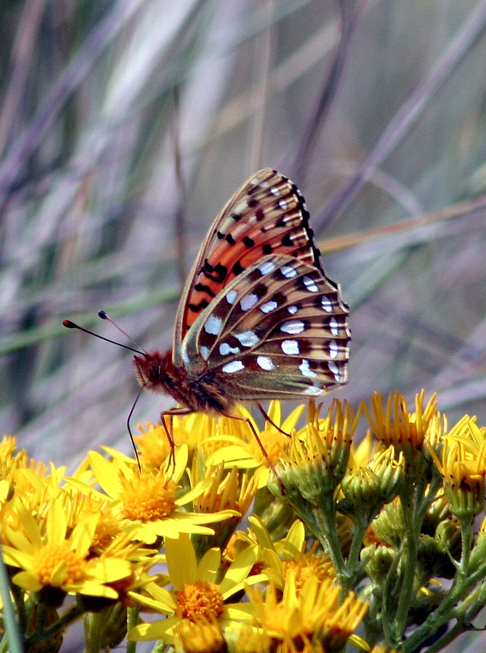 Canon EOS 350D (EOS Digital Rebel XT / EOS Kiss Digital N) sample photo. Butterfly, macro, insect photography
