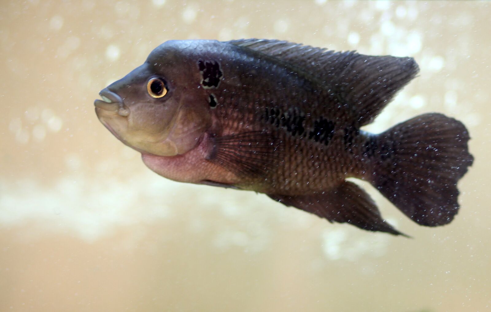 Canon EOS 700D (EOS Rebel T5i / EOS Kiss X7i) + Canon EF 85mm F1.8 USM sample photo. Over, aquarium, exotic fish photography