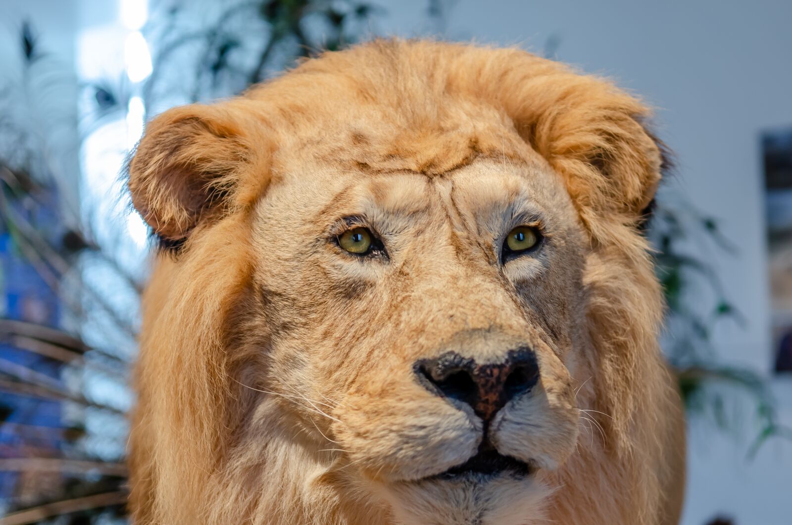 Nikon D7000 sample photo. Lion, portrait, museum photography