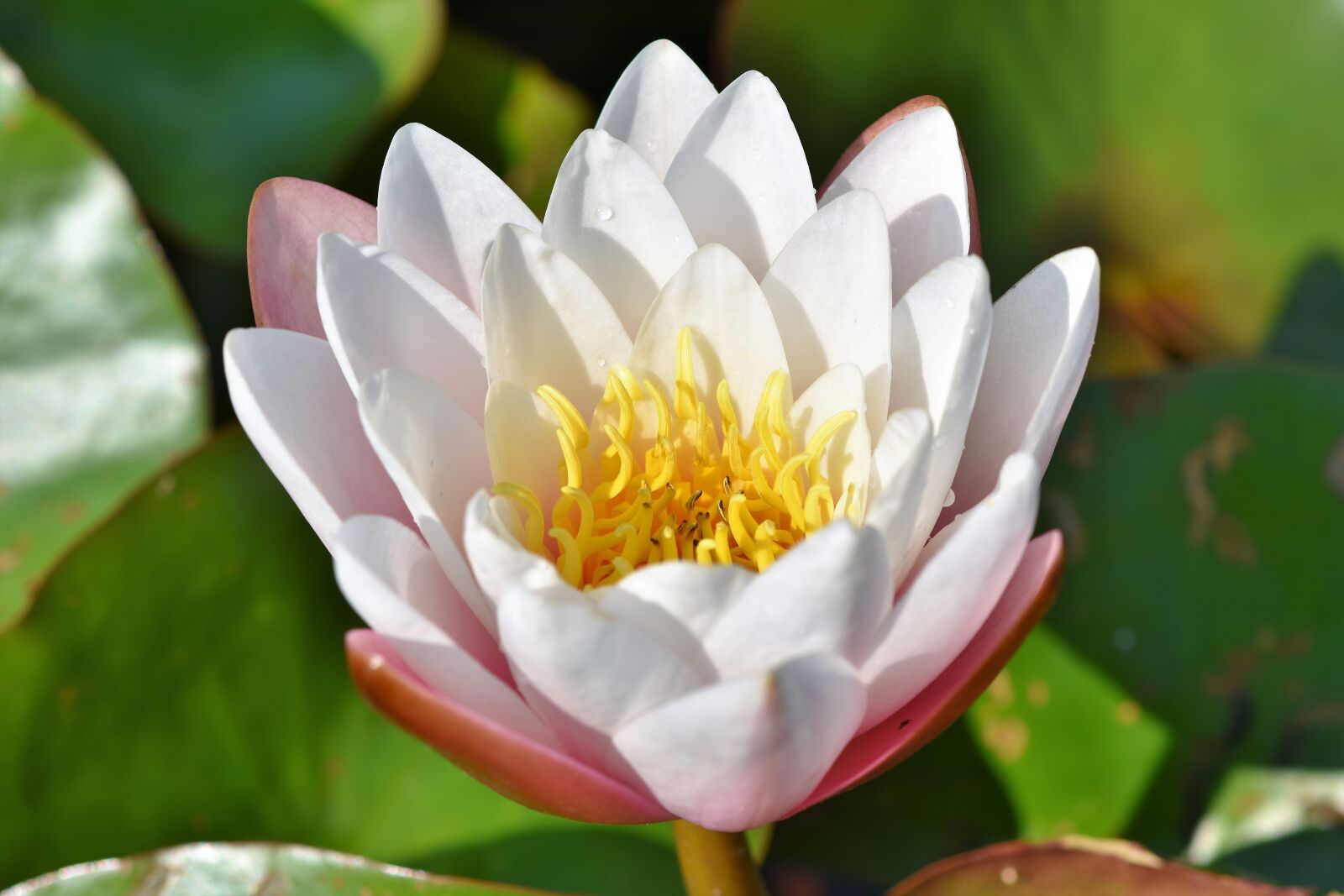 Nikon D7200 sample photo. Water lily, aquatic plant photography