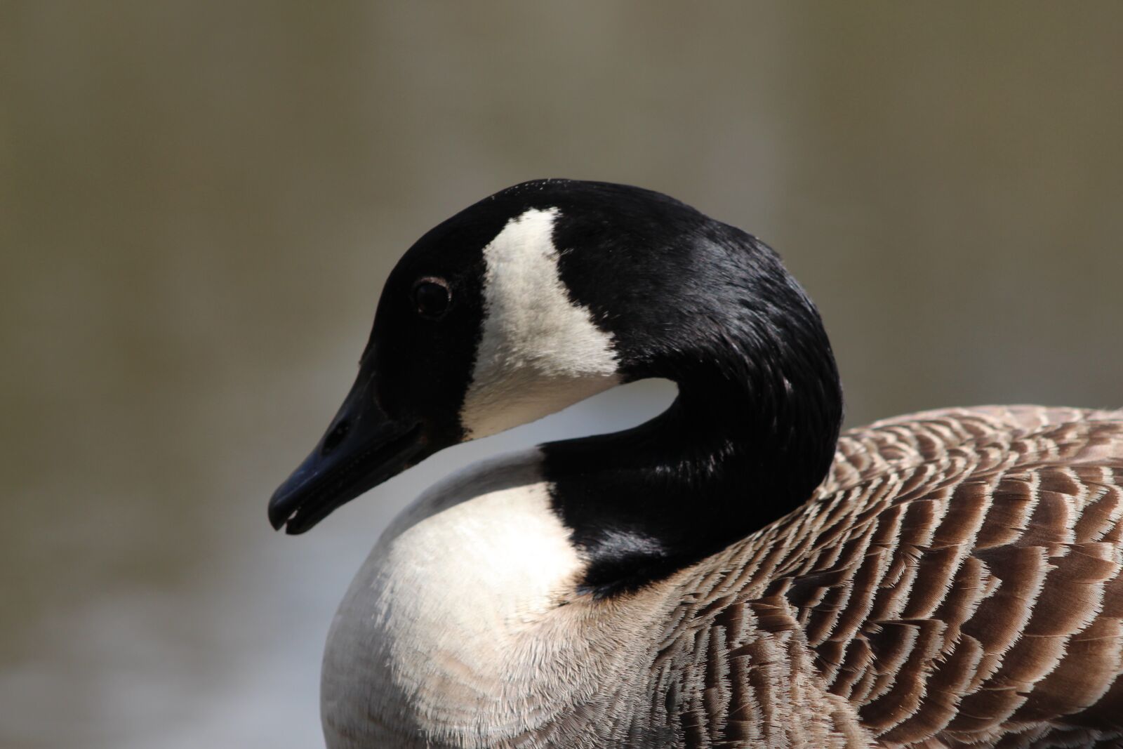 Canon EF 75-300mm f/4-5.6 USM sample photo. Canada, goose, lake photography