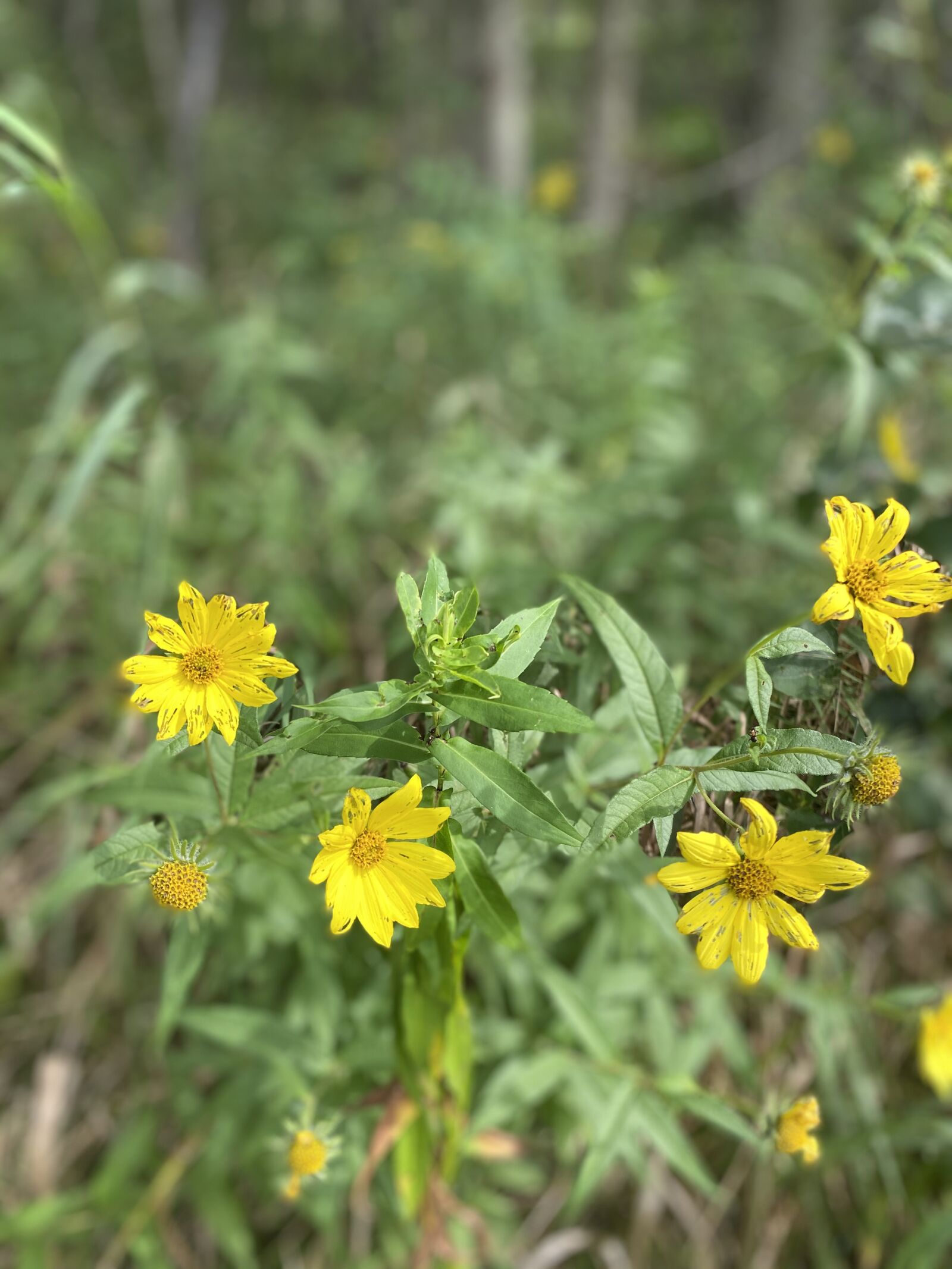 Apple iPhone 11 sample photo. Yellow, flowers, summer photography
