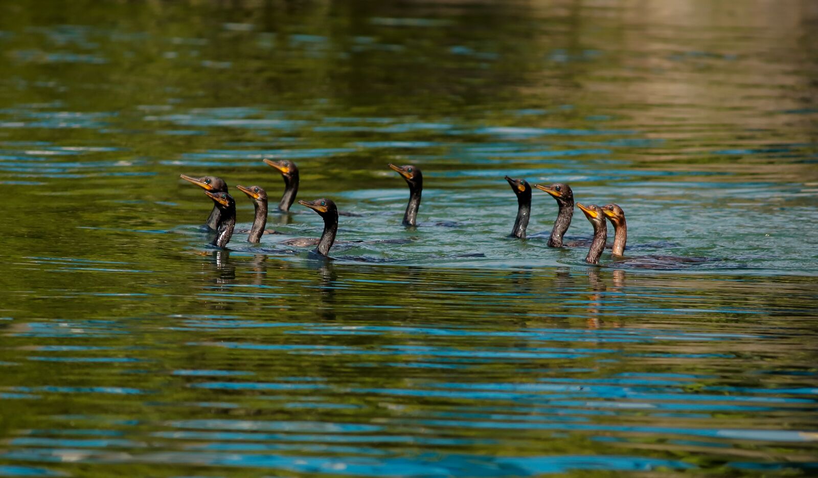 Canon EOS 700D (EOS Rebel T5i / EOS Kiss X7i) sample photo. Birds, sea birds, marching photography