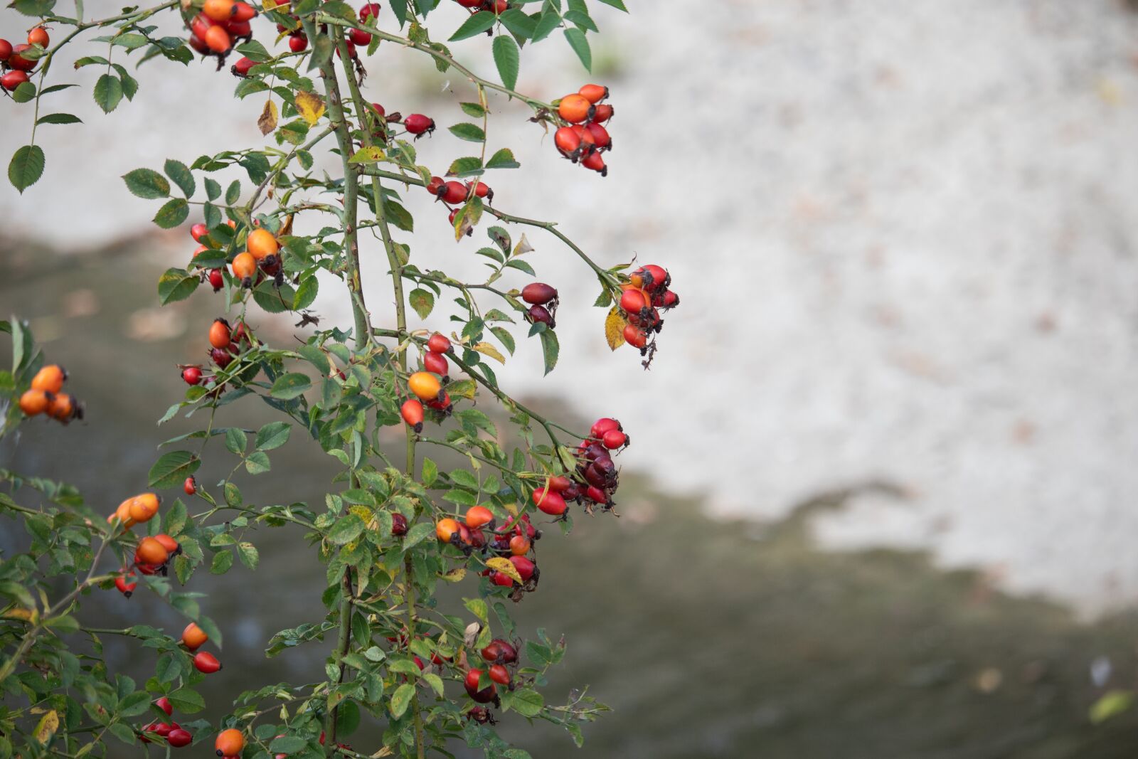 Canon EOS M100 sample photo. Rosehips, red, nature photography