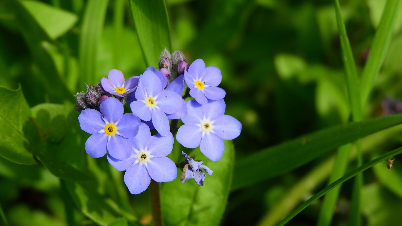 Nikon Coolpix P610 sample photo. Forget-me-not forest, myosotis sylvatica photography