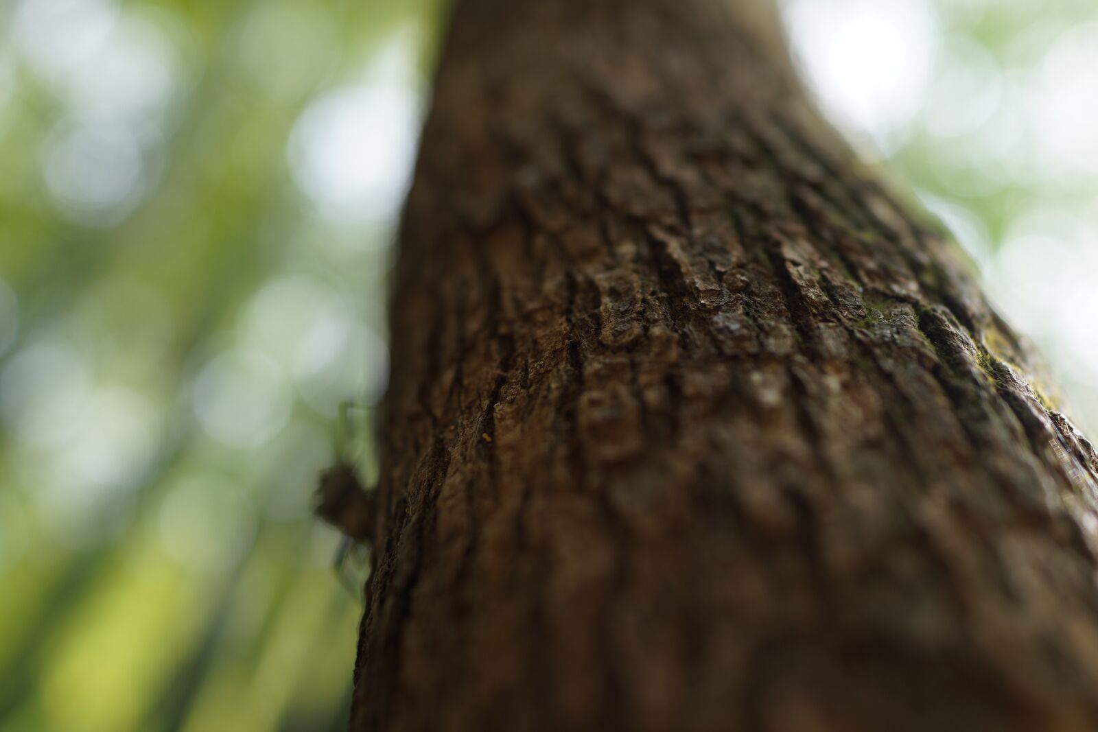 Sony Cyber-shot DSC-RX1R sample photo. Tree, trunk, three gorges photography