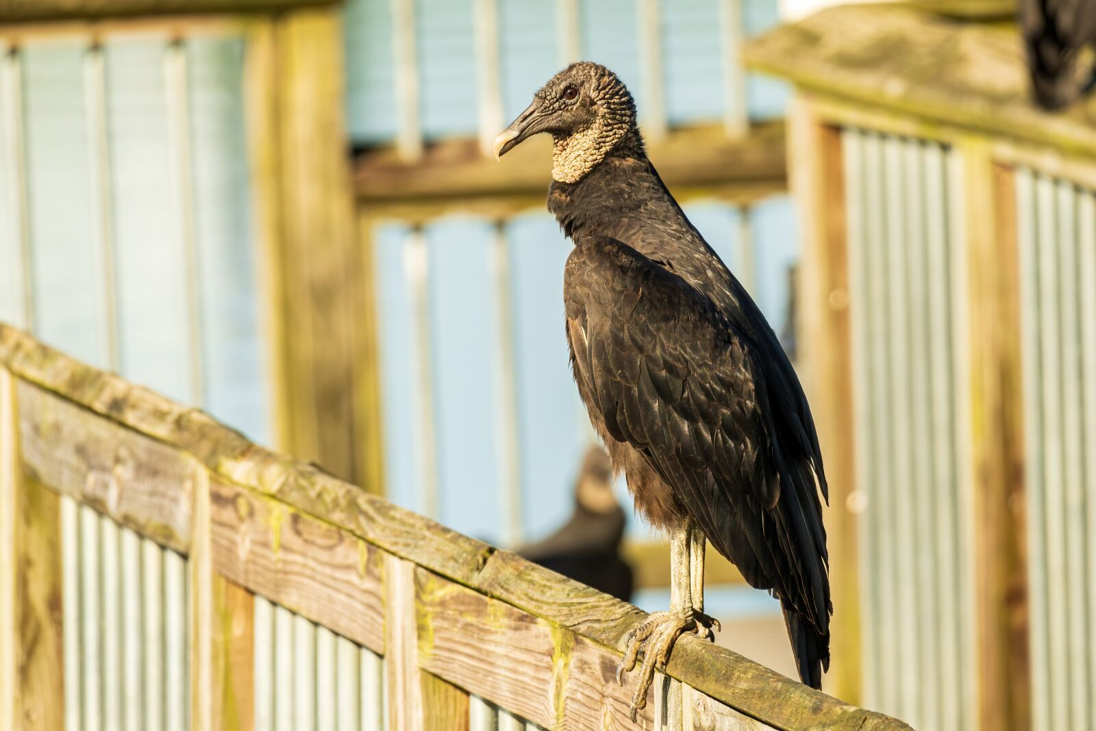 Sony E 70-350mm F4.5-6.3 G OSS sample photo. Black vulture, black vulture photography