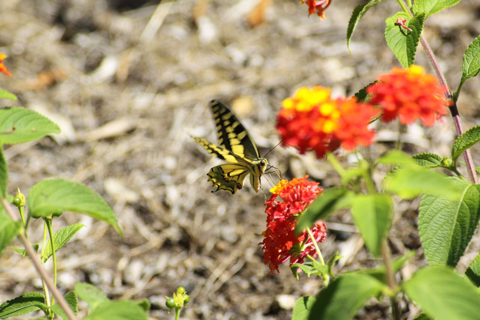 Canon EOS 450D (EOS Rebel XSi / EOS Kiss X2) sample photo. Butterfly, flower, corsican photography