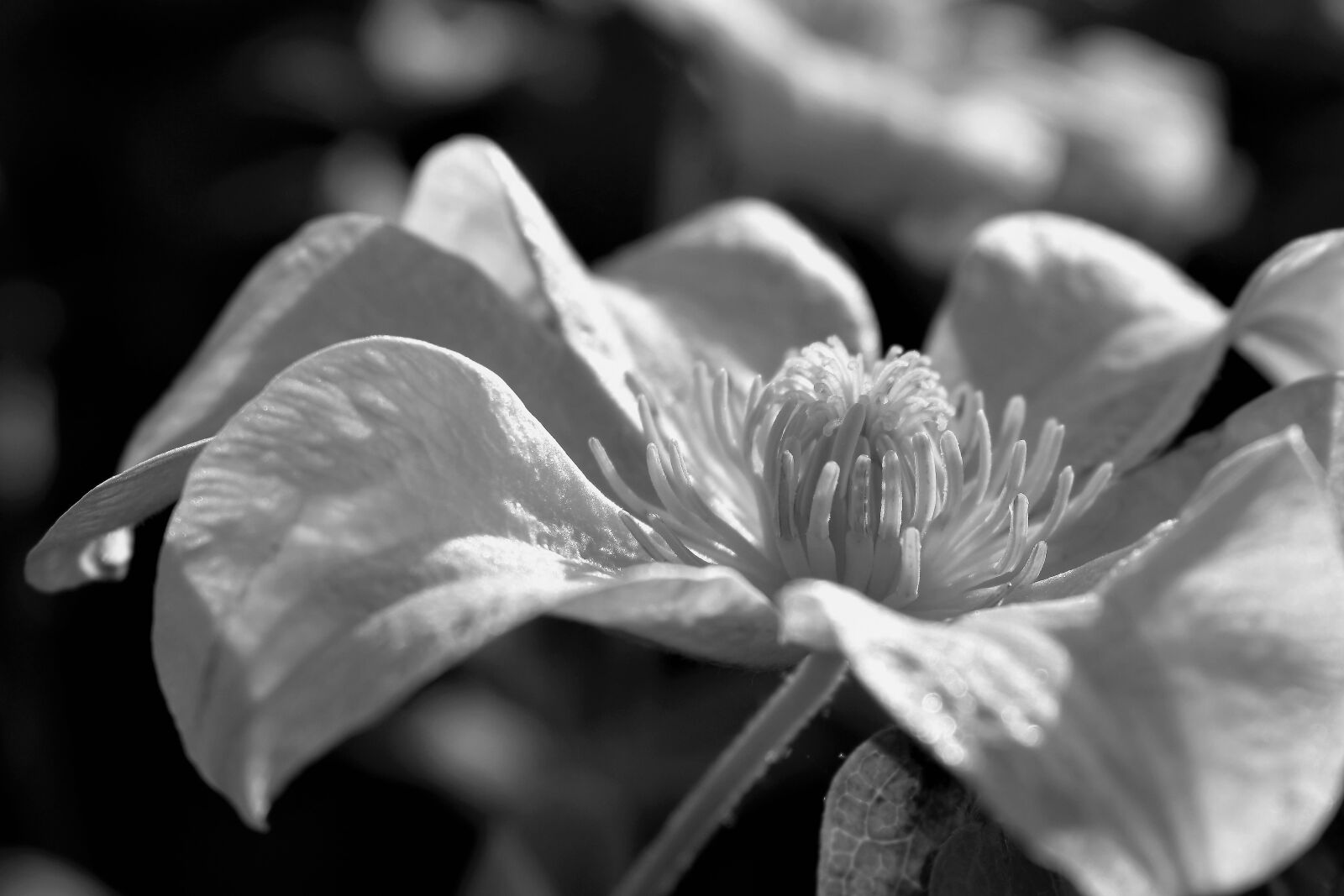 Nikon D5500 sample photo. Blossom, bloom, leaf photography