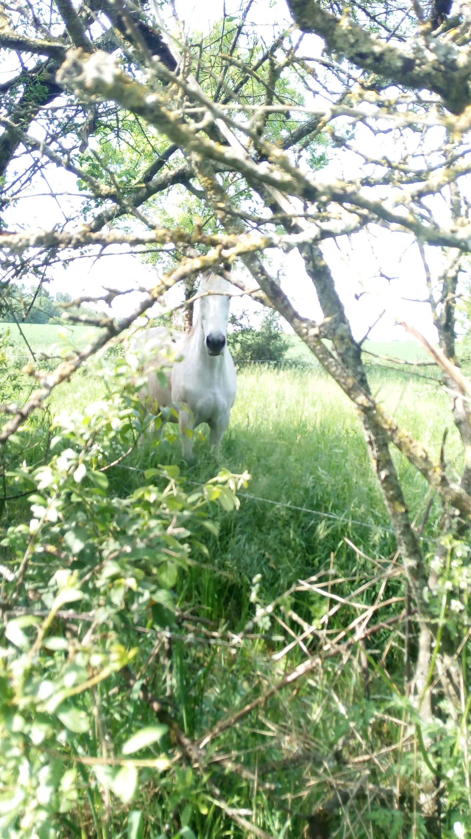 HUAWEI MYA-L11 sample photo. Horses, nature, field photography