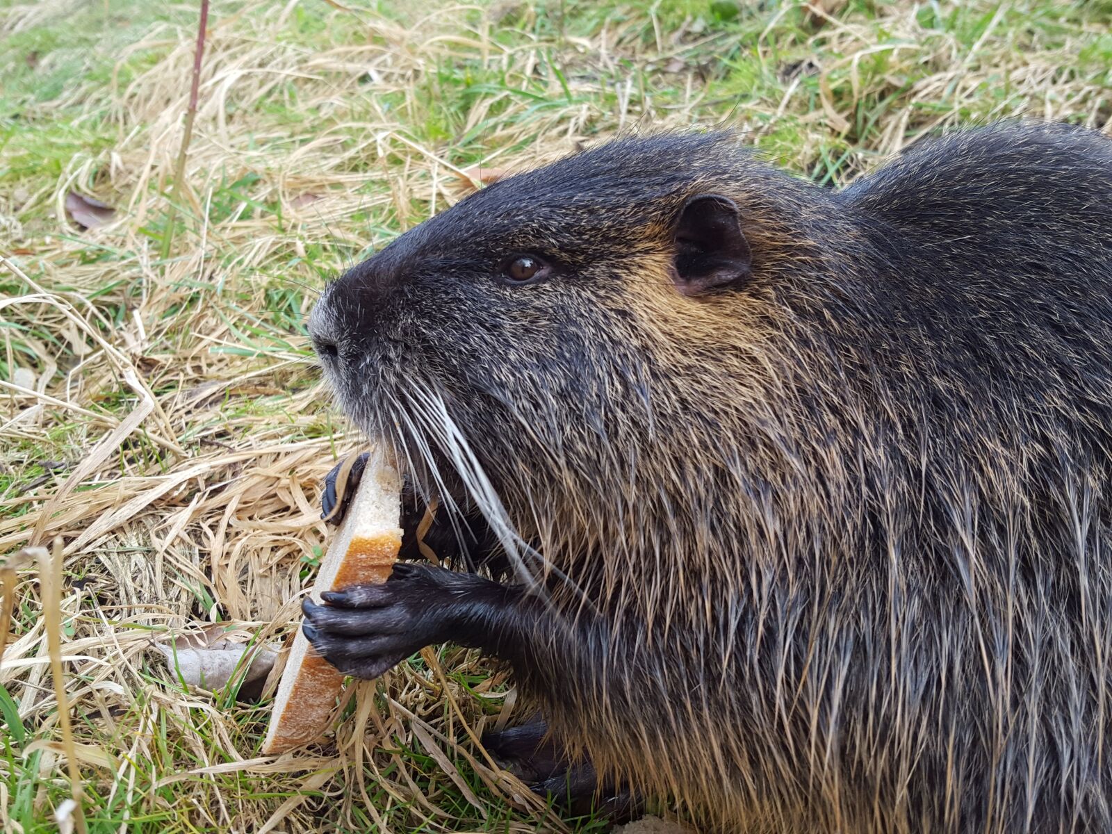 Samsung Galaxy S6 sample photo. Nutria, animal, rodent photography