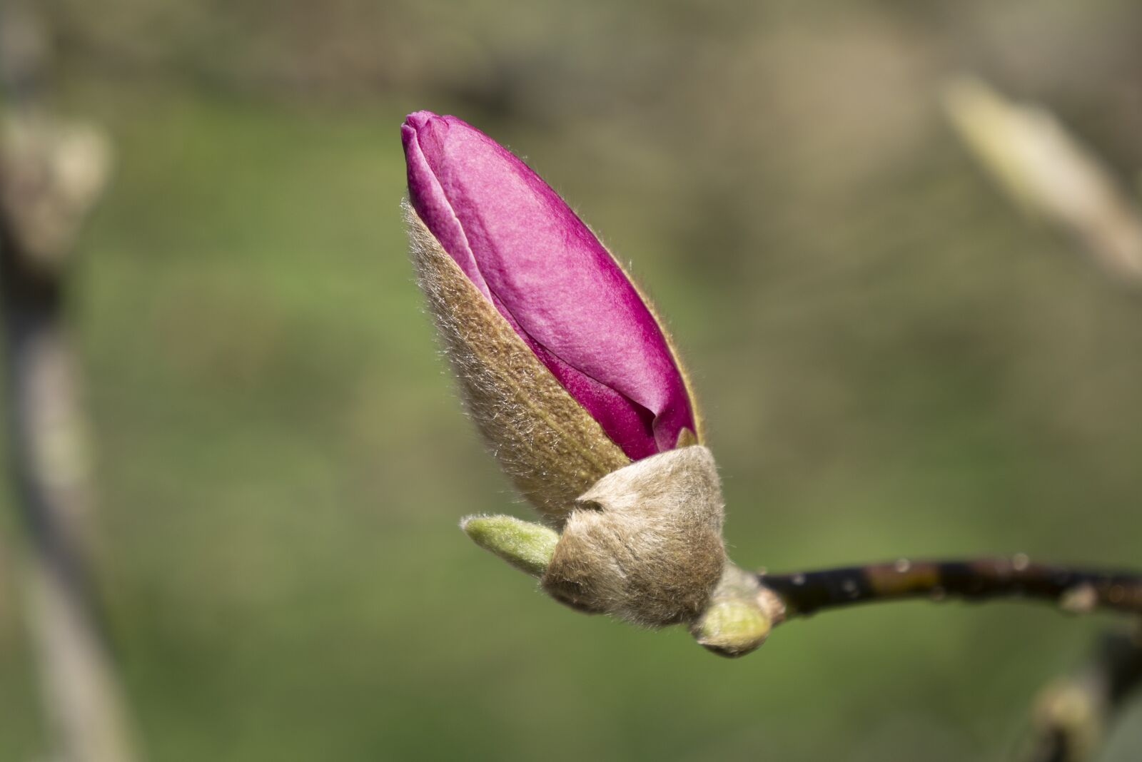 LEICA DG 12-60/F2.8-4.0 sample photo. Nature, plant, flower photography