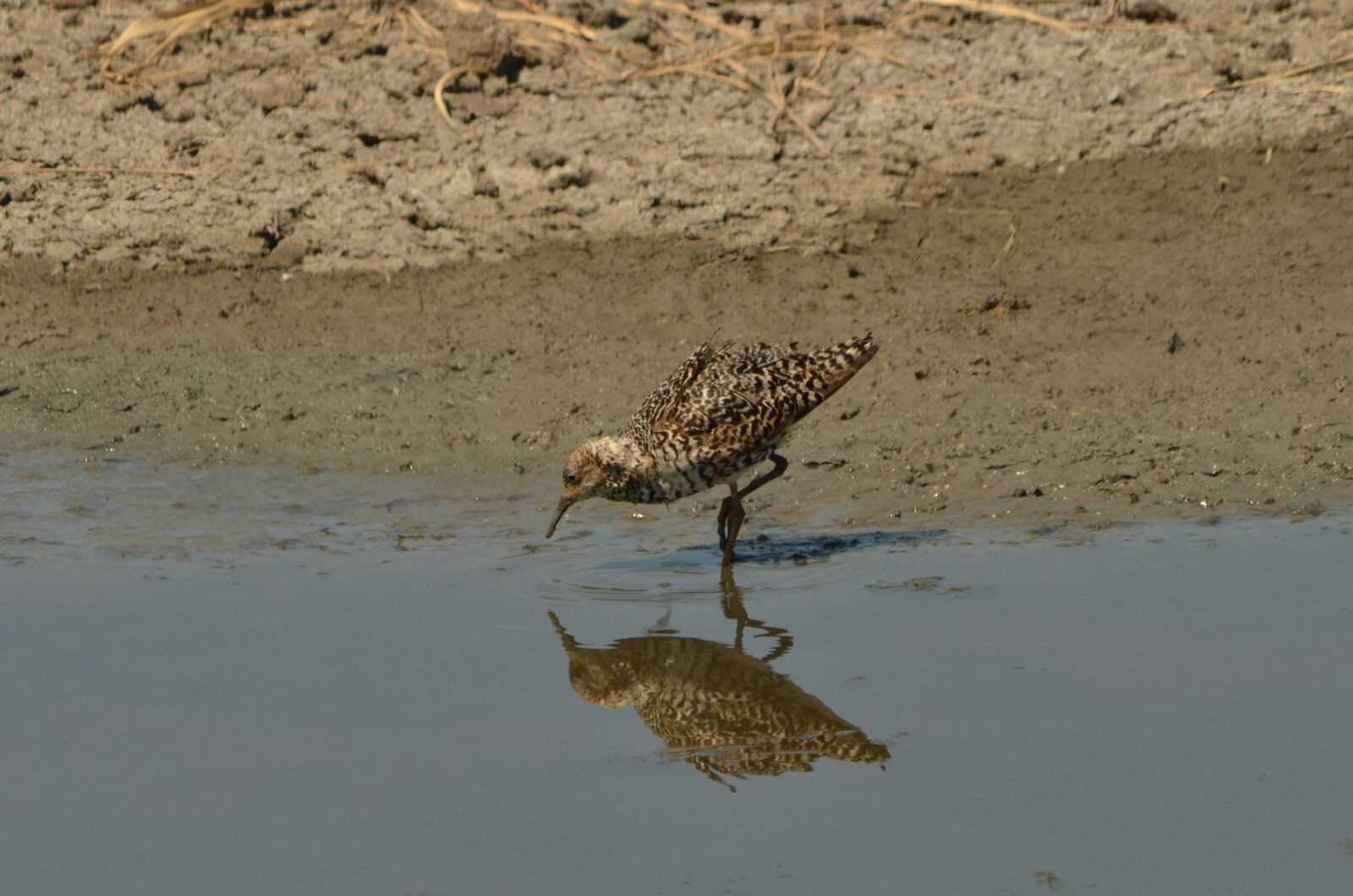 Nikon D7000 sample photo. Bird, waterfowl, food photography