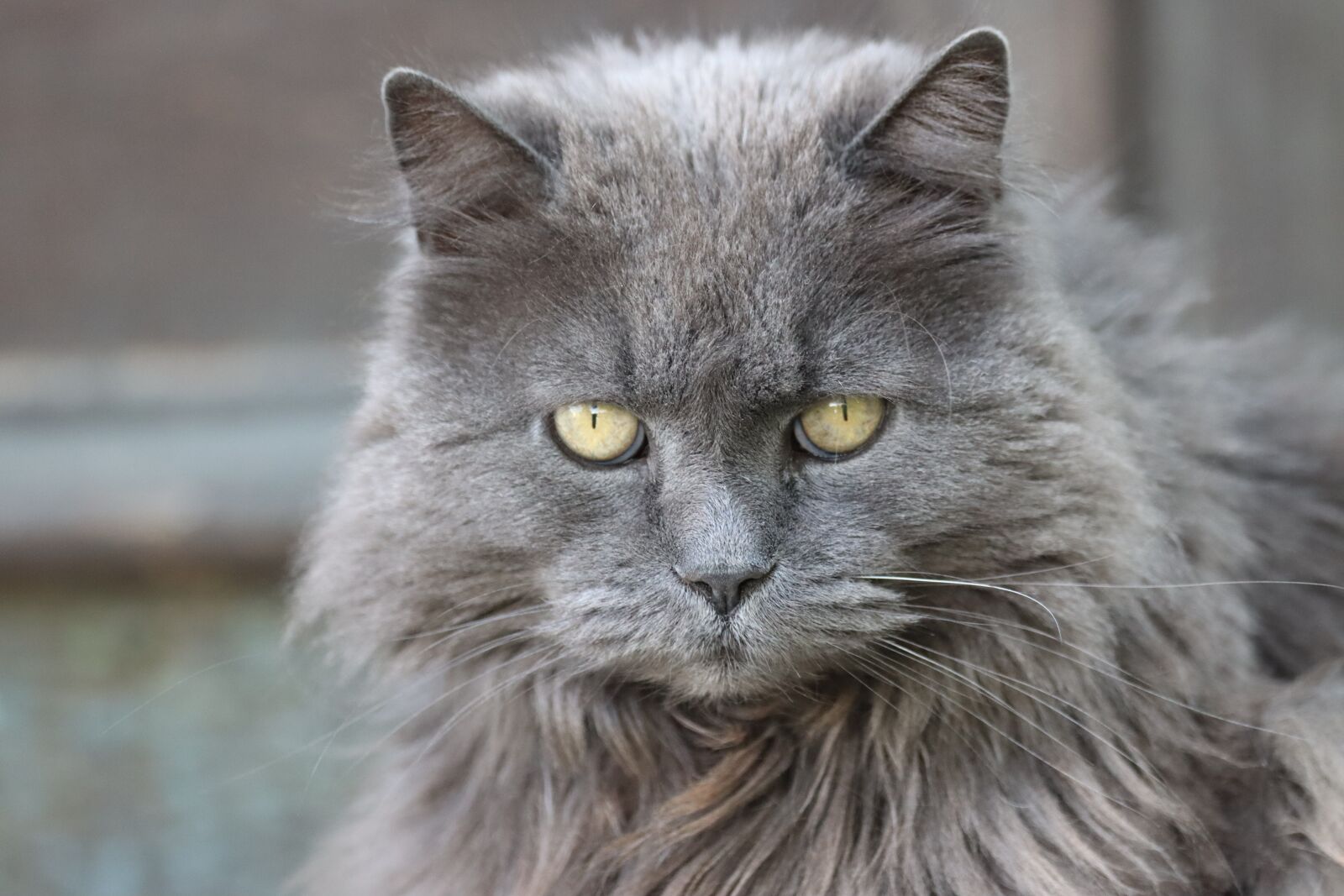Canon EOS 90D sample photo. Cat, grey, domestic cat photography
