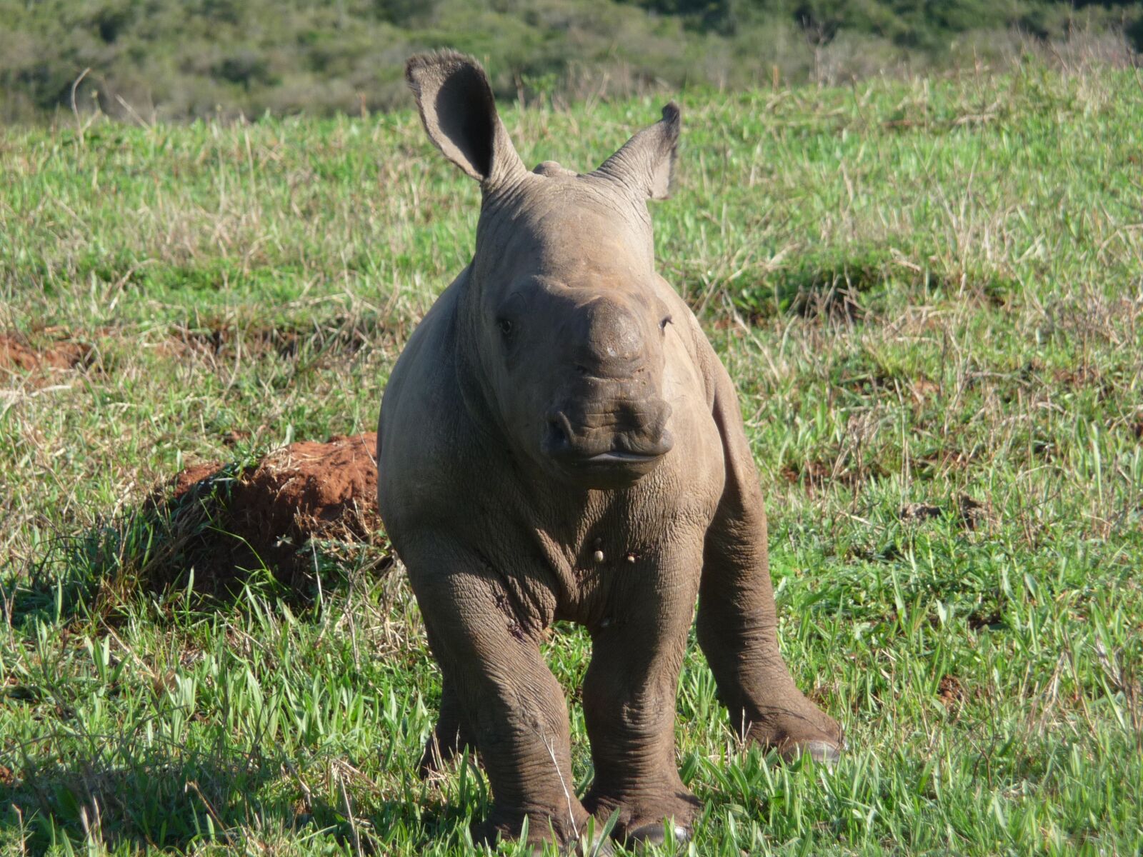 Panasonic Lumix DMC-TZ4 sample photo. Rhino, africa, wild photography