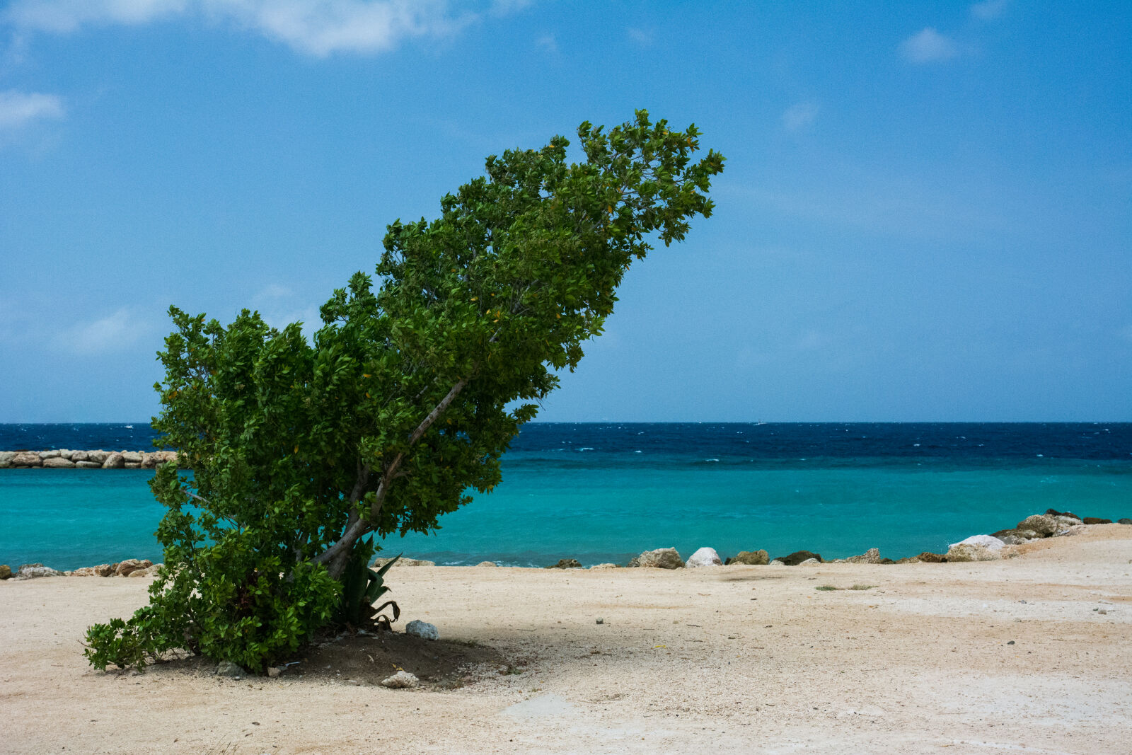 Nikon AF-S DX Nikkor 16-85mm F3.5-5.6G ED VR sample photo. Sea, beach, storm, tree photography
