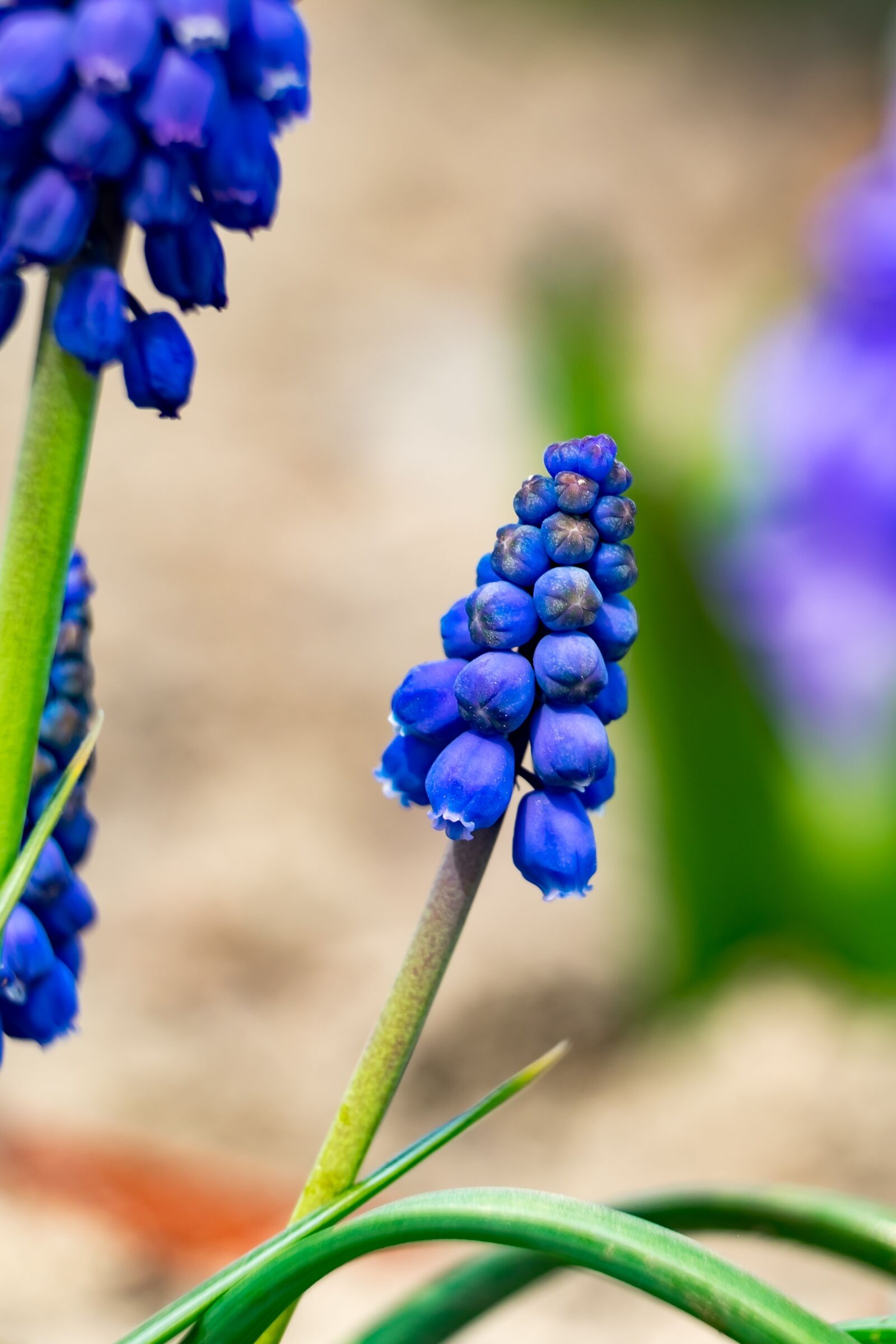 Fujifilm XF 55-200mm F3.5-4.8 R LM OIS sample photo. Flower, szafirek, spring photography
