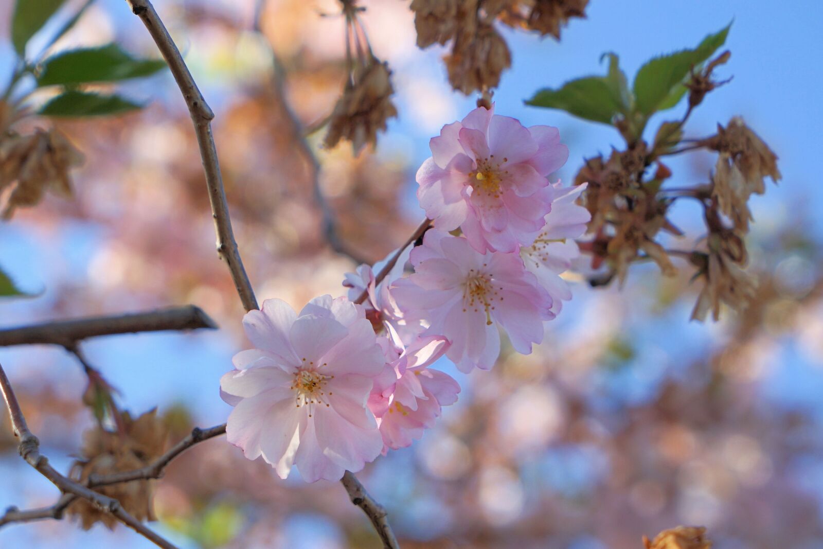Sony a7 II + Sony Vario Tessar T* FE 24-70mm F4 ZA OSS sample photo. Cherry tree, cherry blossom photography