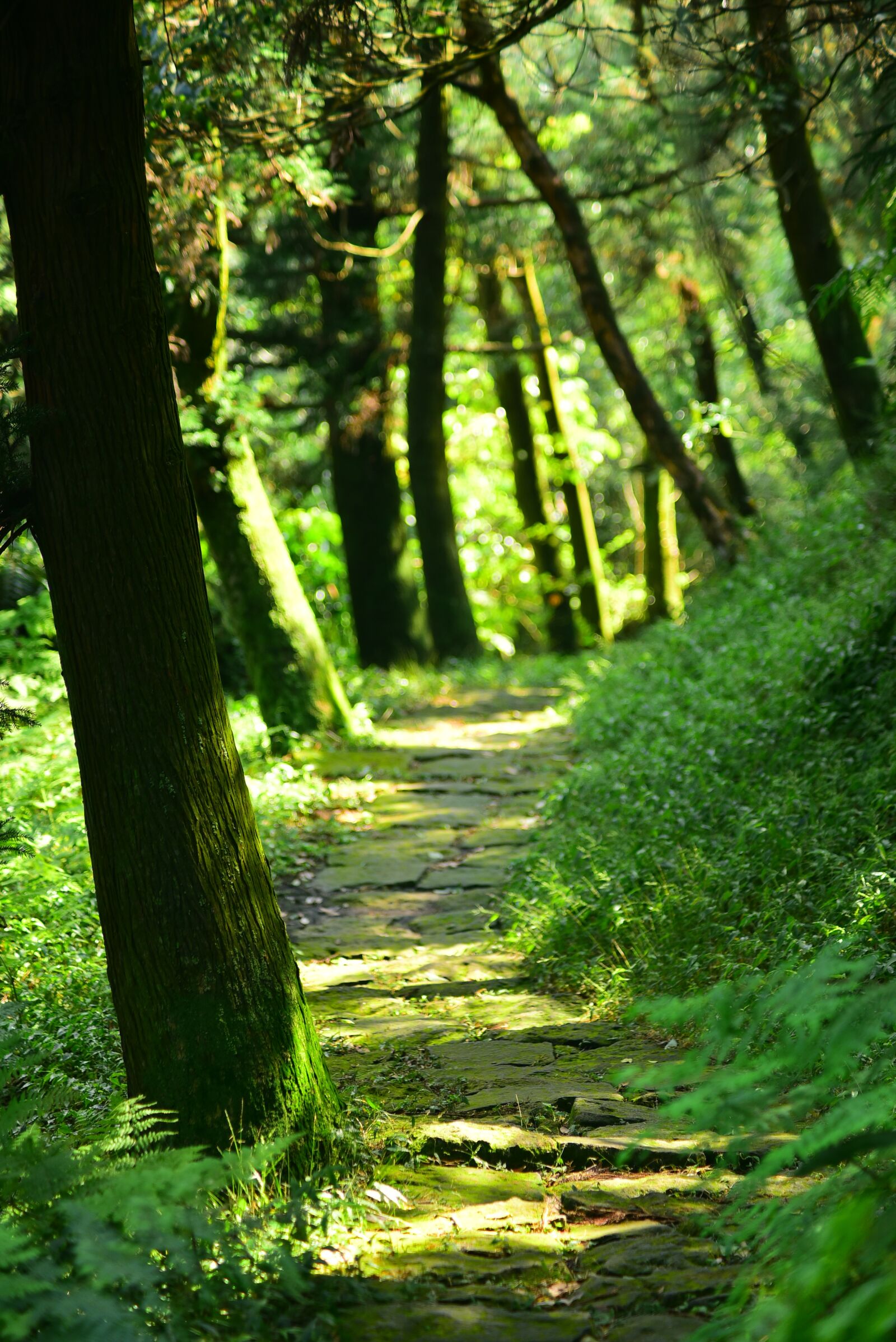 Nikon D750 sample photo. Woods, tree, forest photography