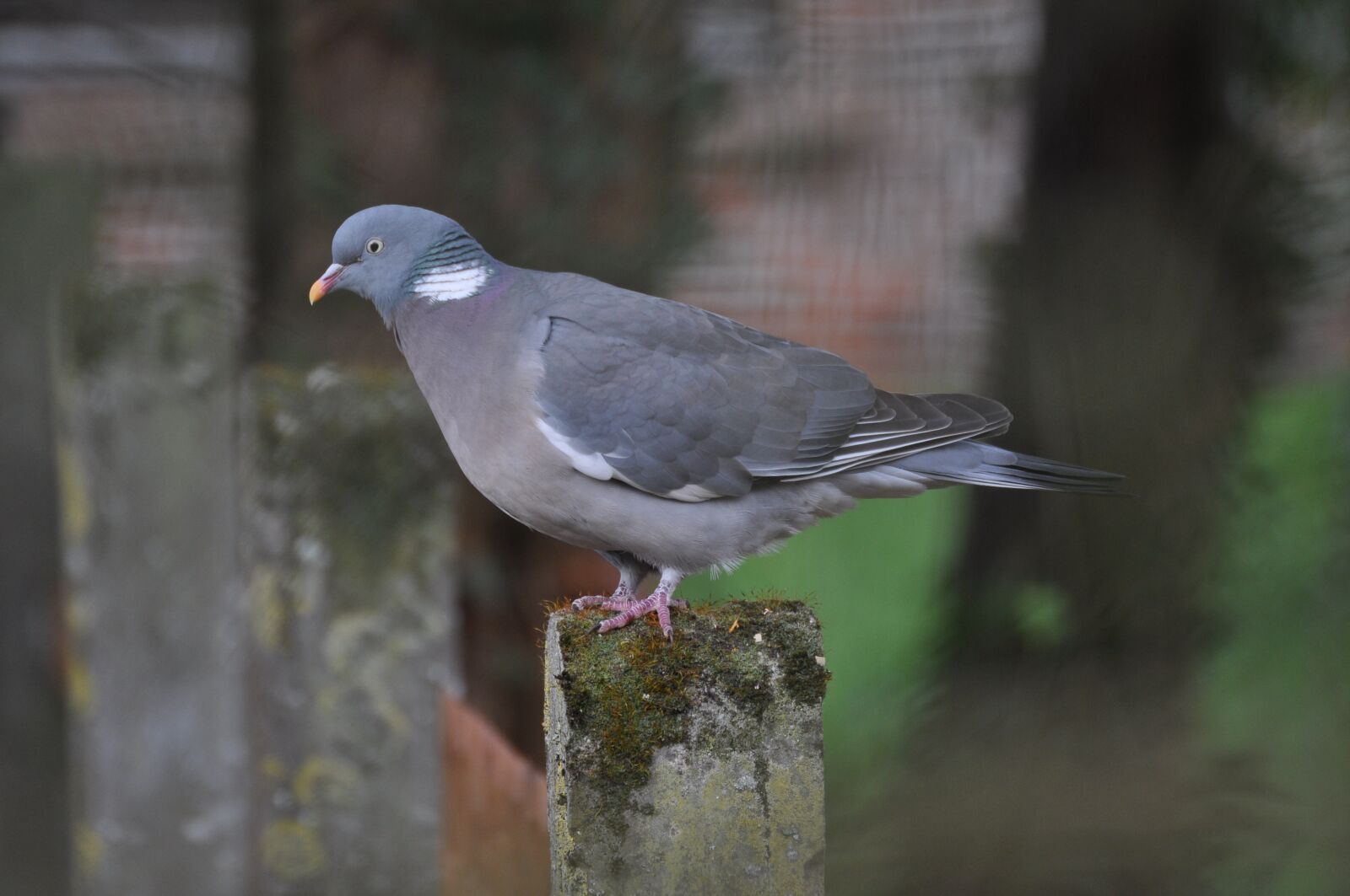 Nikon D5000 sample photo. Dove, nature, garden photography