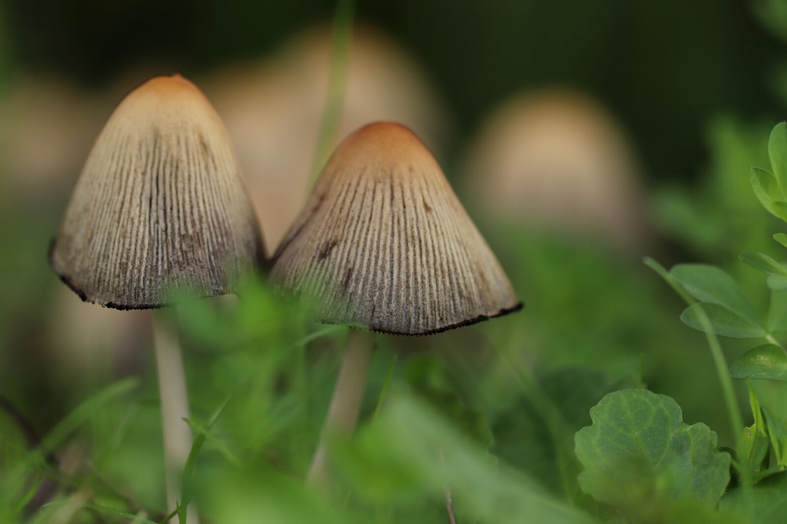 Canon EOS 800D (EOS Rebel T7i / EOS Kiss X9i) sample photo. Mushroom, mushrooms, forest photography