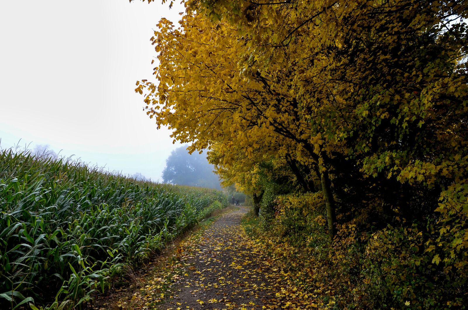 Nikon D7000 sample photo. Autumn, landscape, fog photography