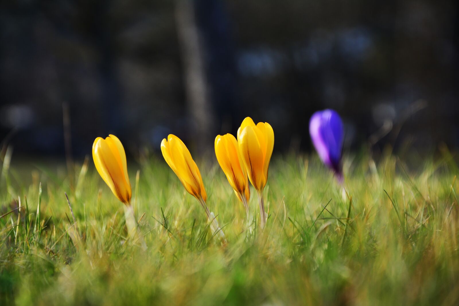 Nikon D5200 sample photo. Crocus, yellow crocuses, early photography