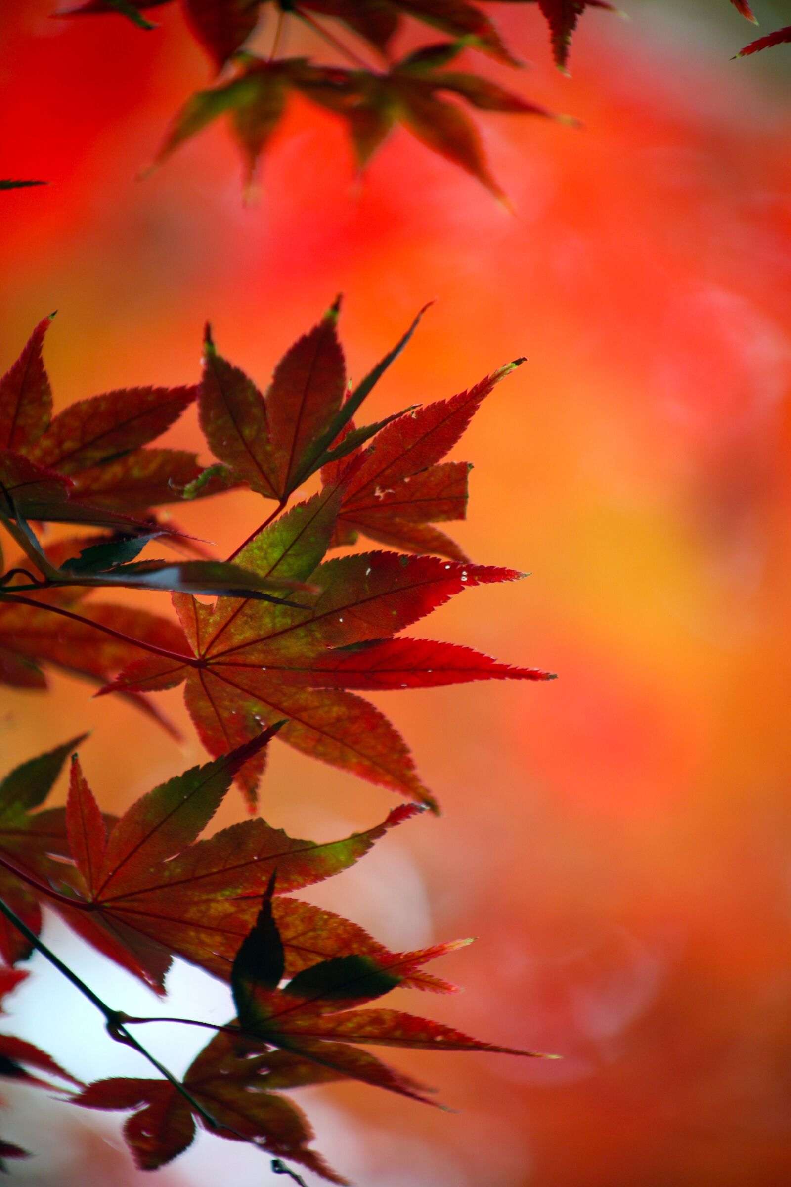 Canon EOS 5D sample photo. Autumn leaves, autumn, leaves photography